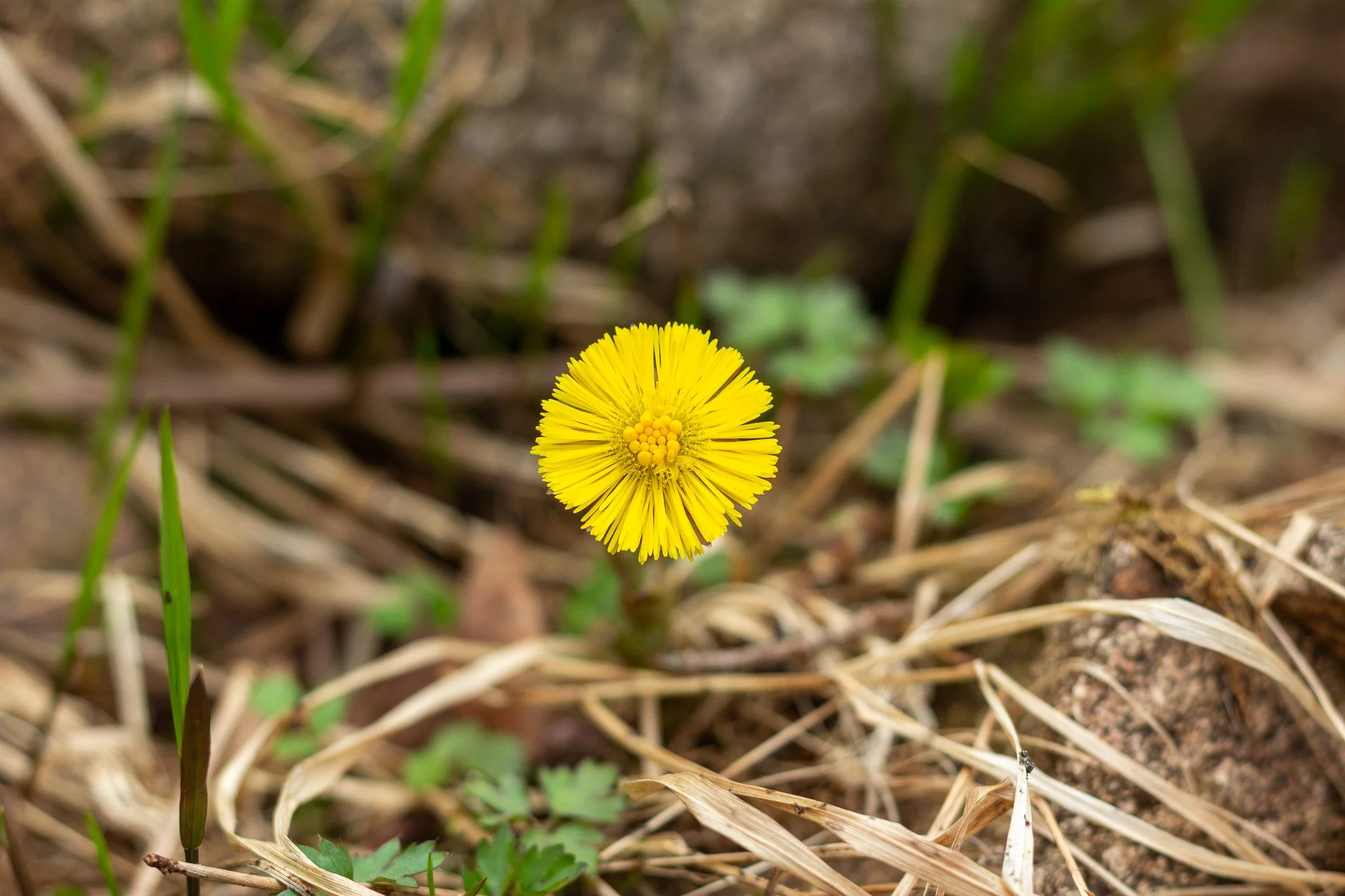 Vahvuuksilla johtaminen muutoksessa – mitä opin Joyllan koulutuksessa