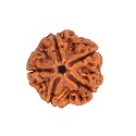 rudraksha