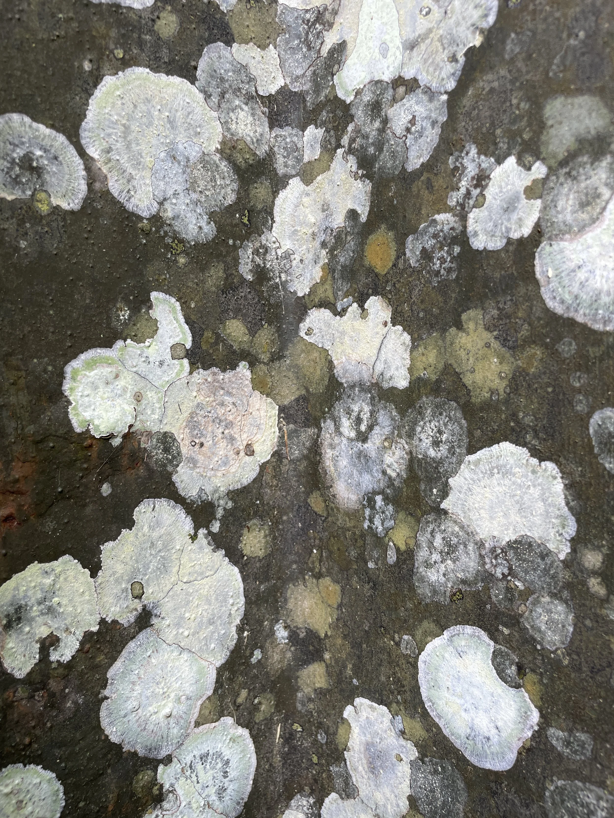 lichens