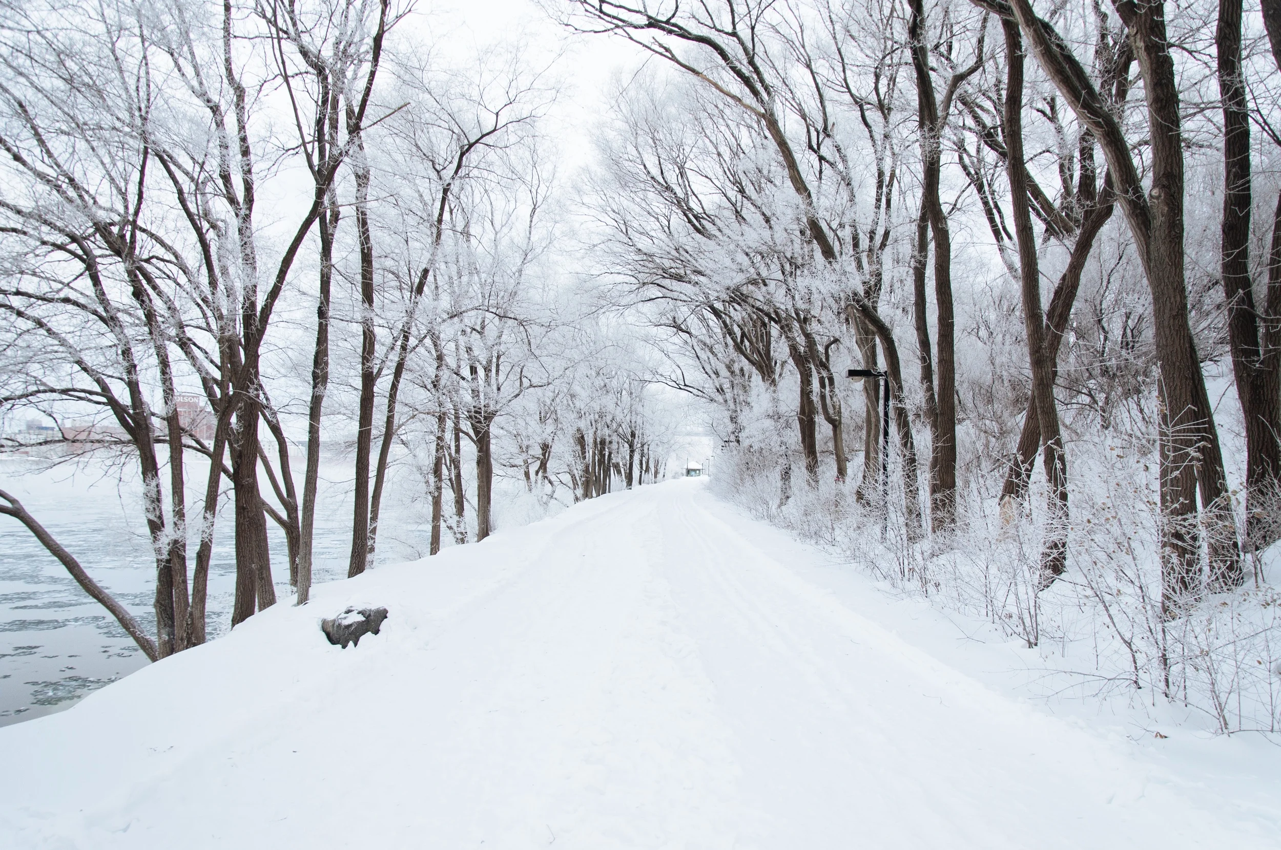 cold-snow-forest-trees.jpeg