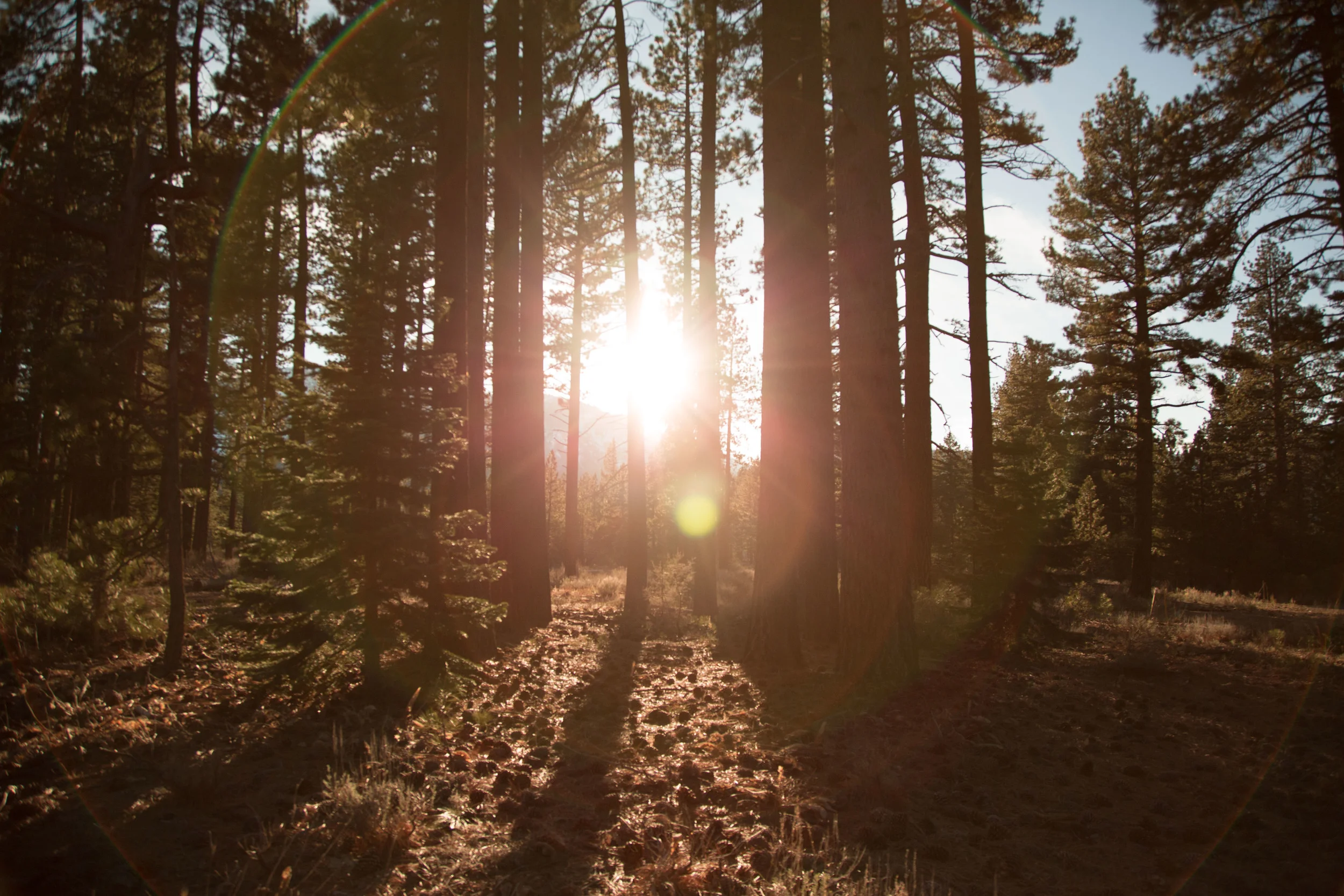 Sunny-outdoors-trees.jpg