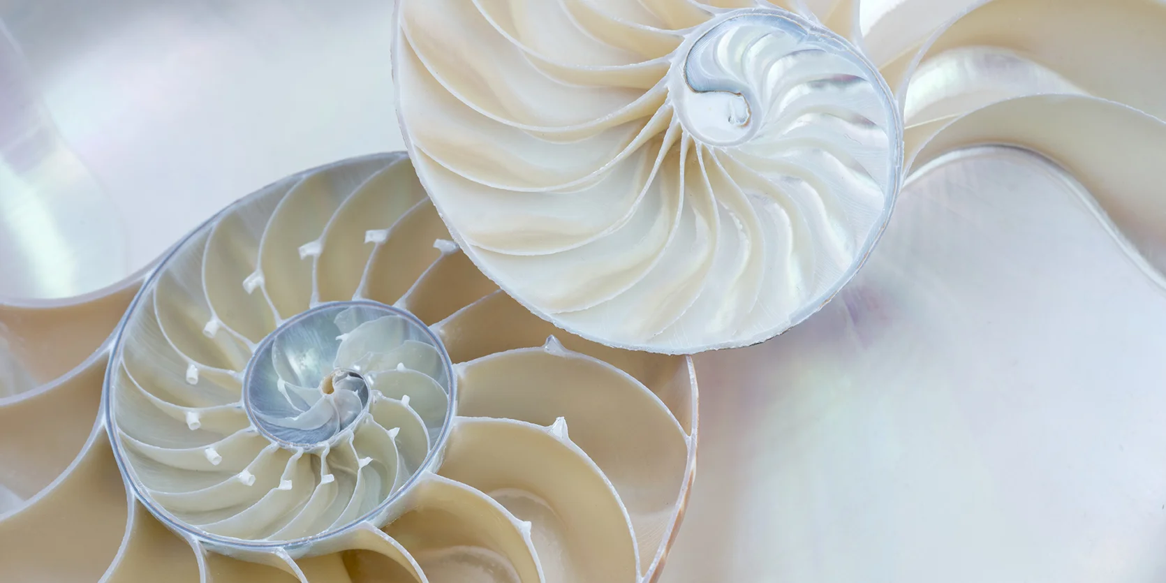 Janet MacCausland "Mermaiden Studio"