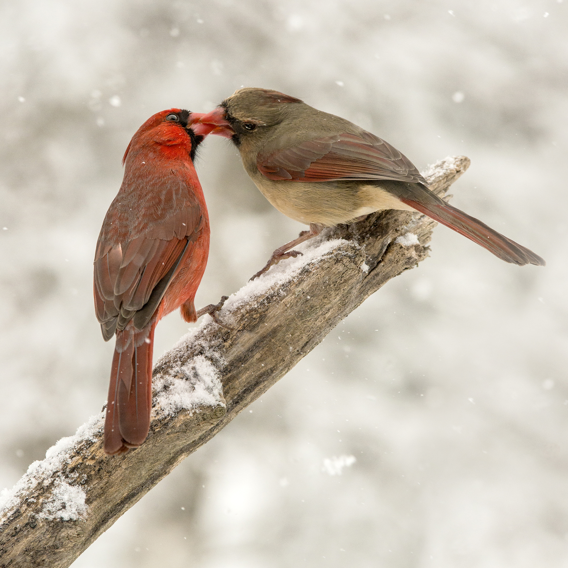 2_©JMacCausland_Cardinal Kiss_DSC_1826_72dpi_1920.jpg