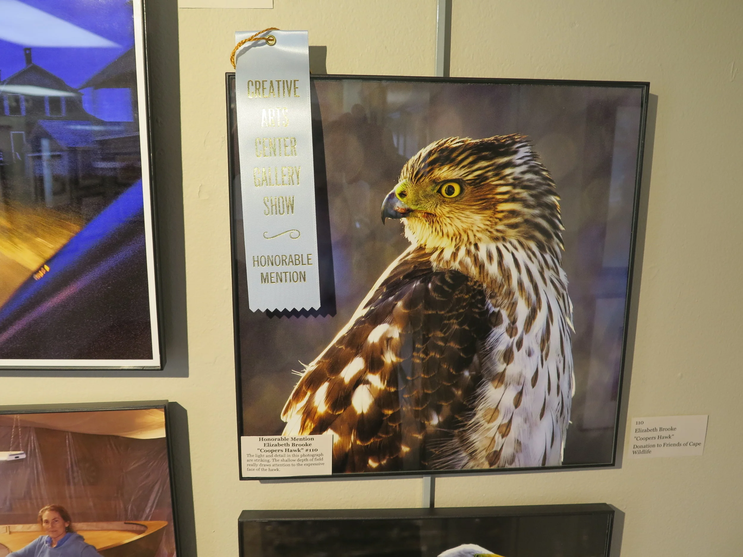 Honorable Mention Elizabeth Brooke "Coopers Hawk" 