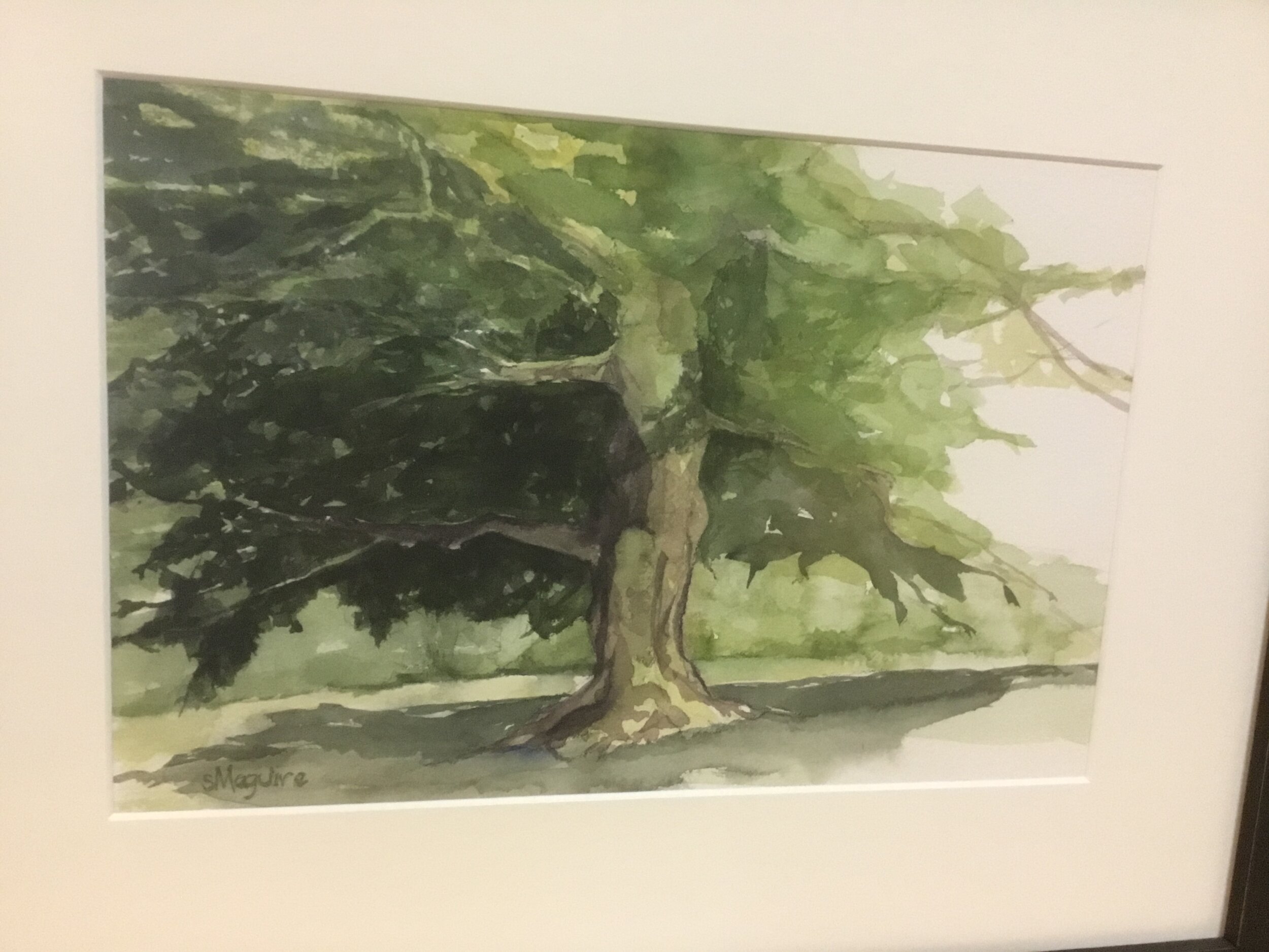 Susan Maguire "Beech Tree  Waquoit Bay Reserve" Watercolor $295