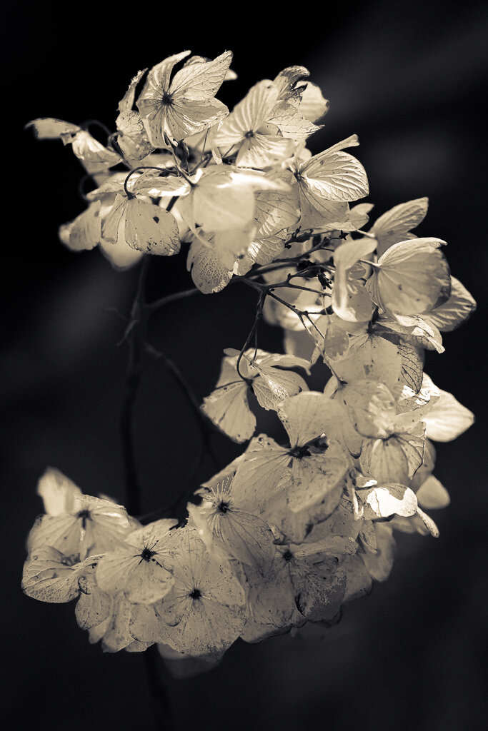 Lew Schwartz "Hydrangea #1" Photo $200