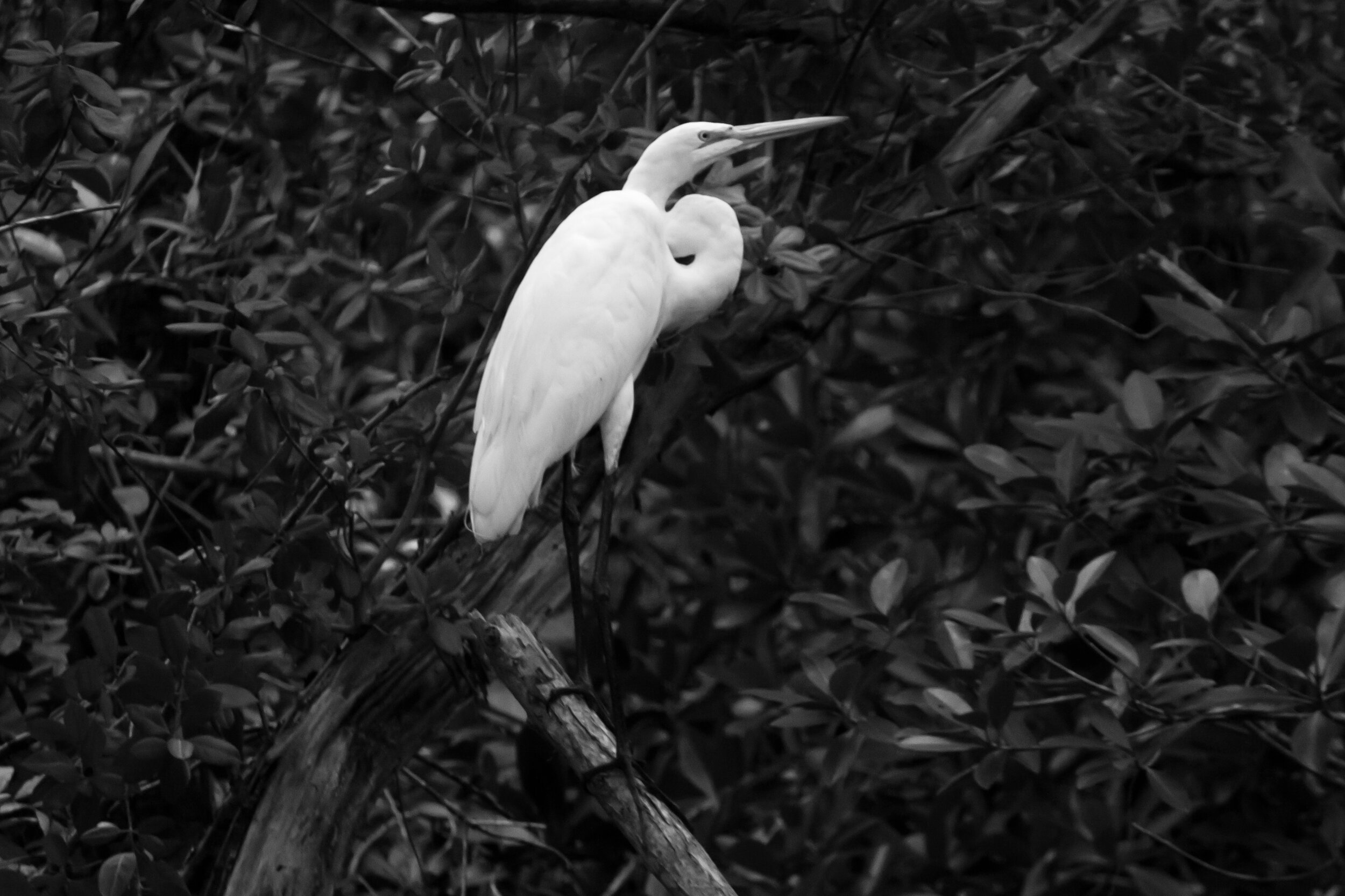 Rachel Doddridge-Spring "Egret in the Everglades" Photo $300