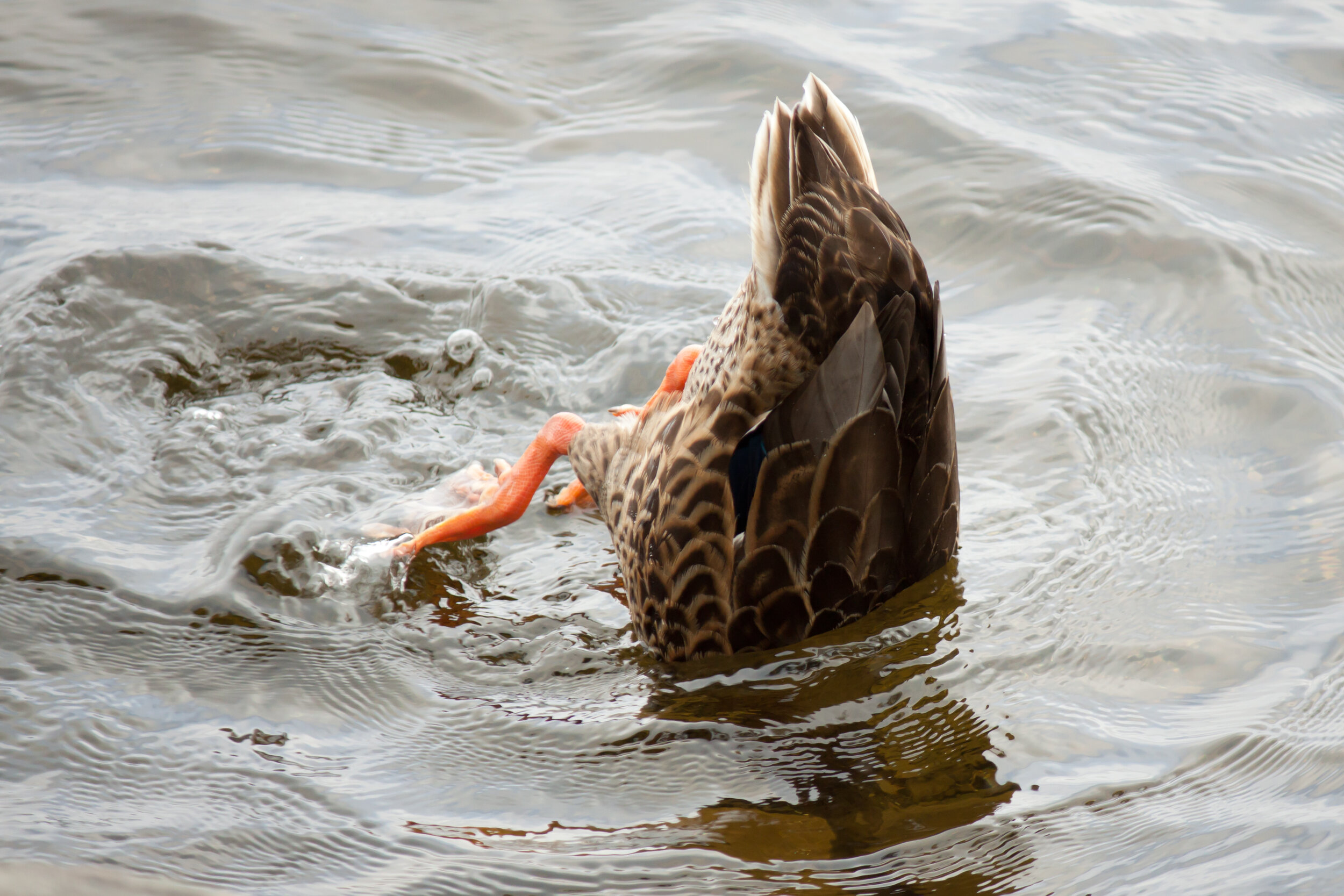 Rachel Doddridge-Spring "Duck ConFEET" Photo $300