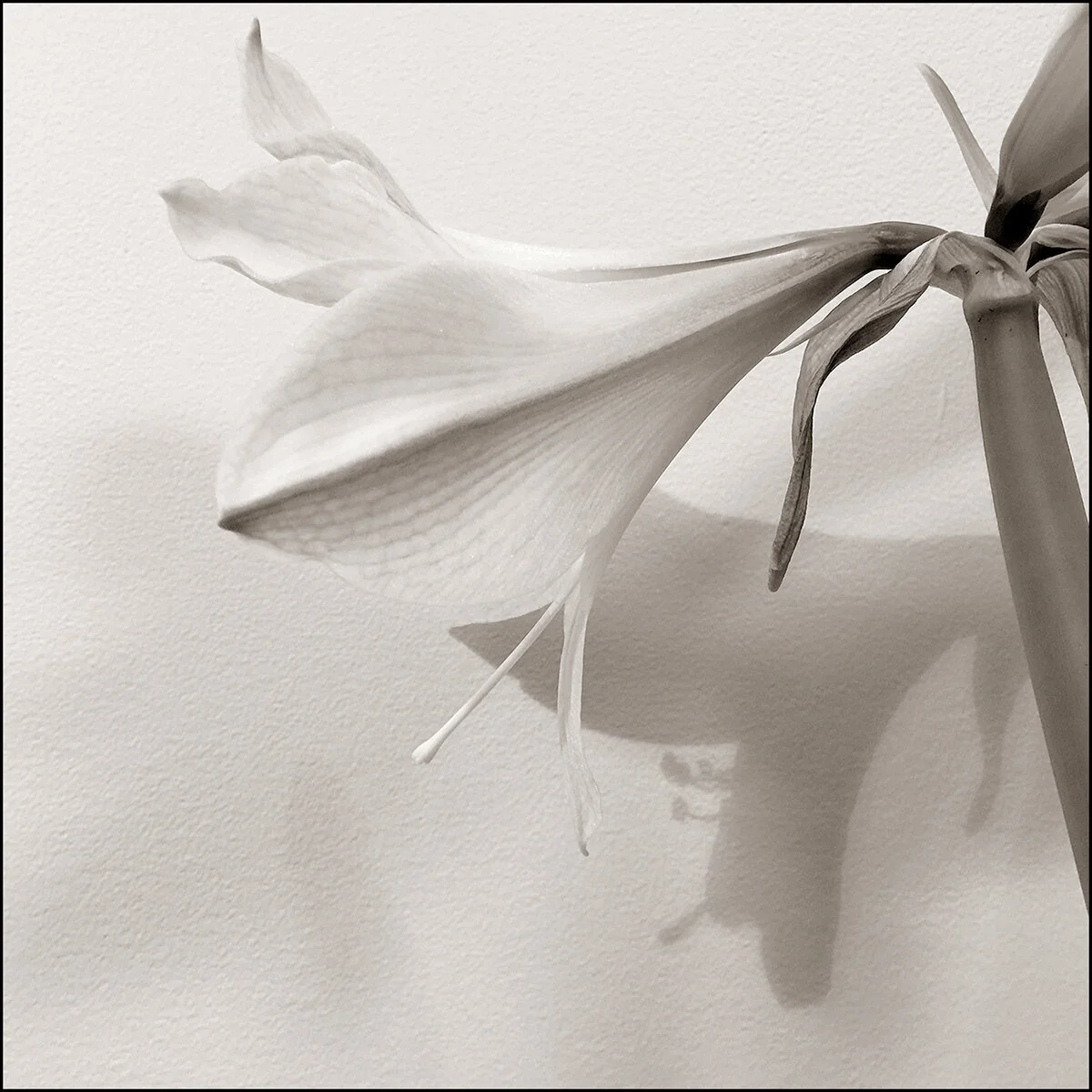 Amaryllis.jpg