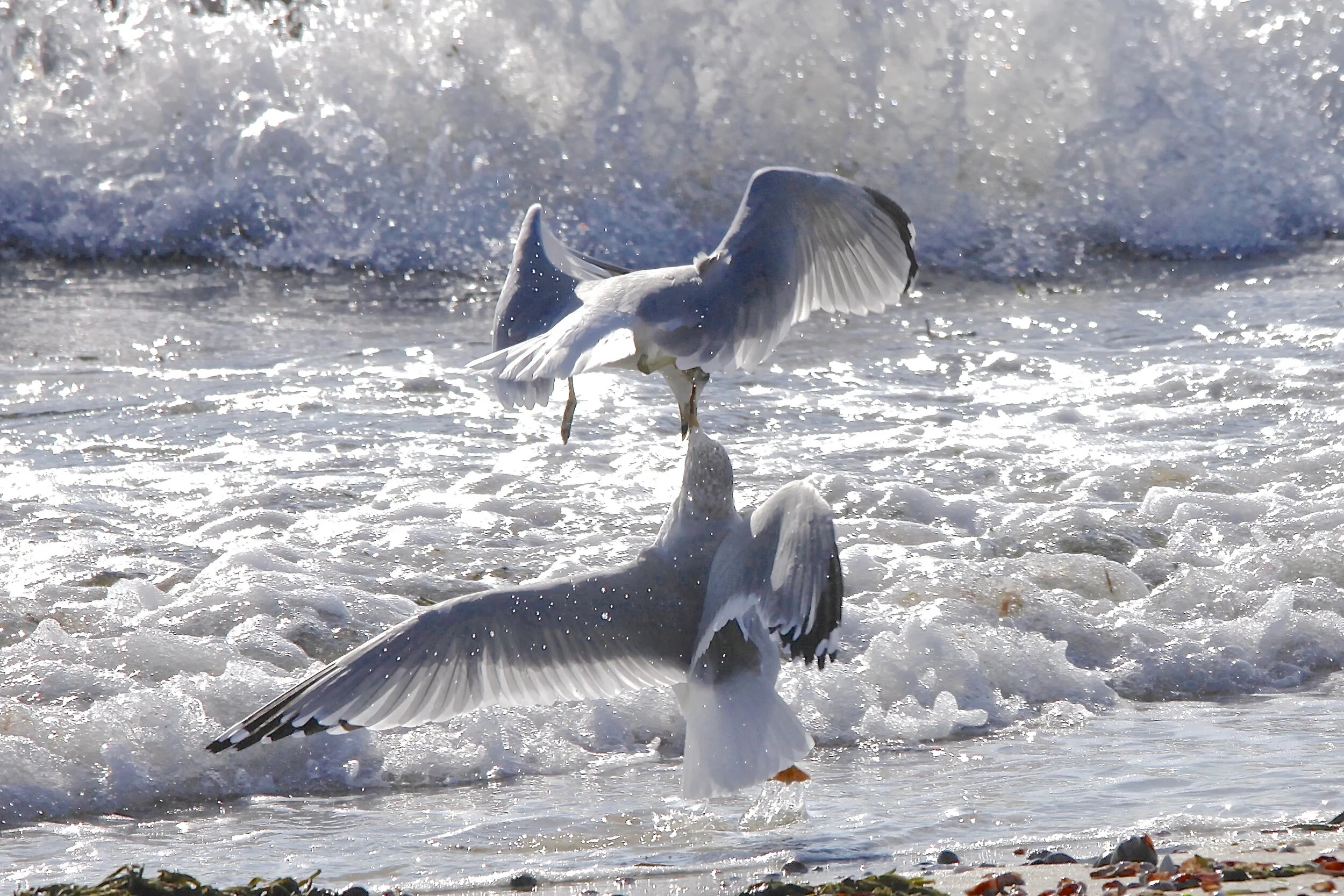 Kathleen	Magnusson	The Kiss	Photograph on Acrylic	 $400 	30x20