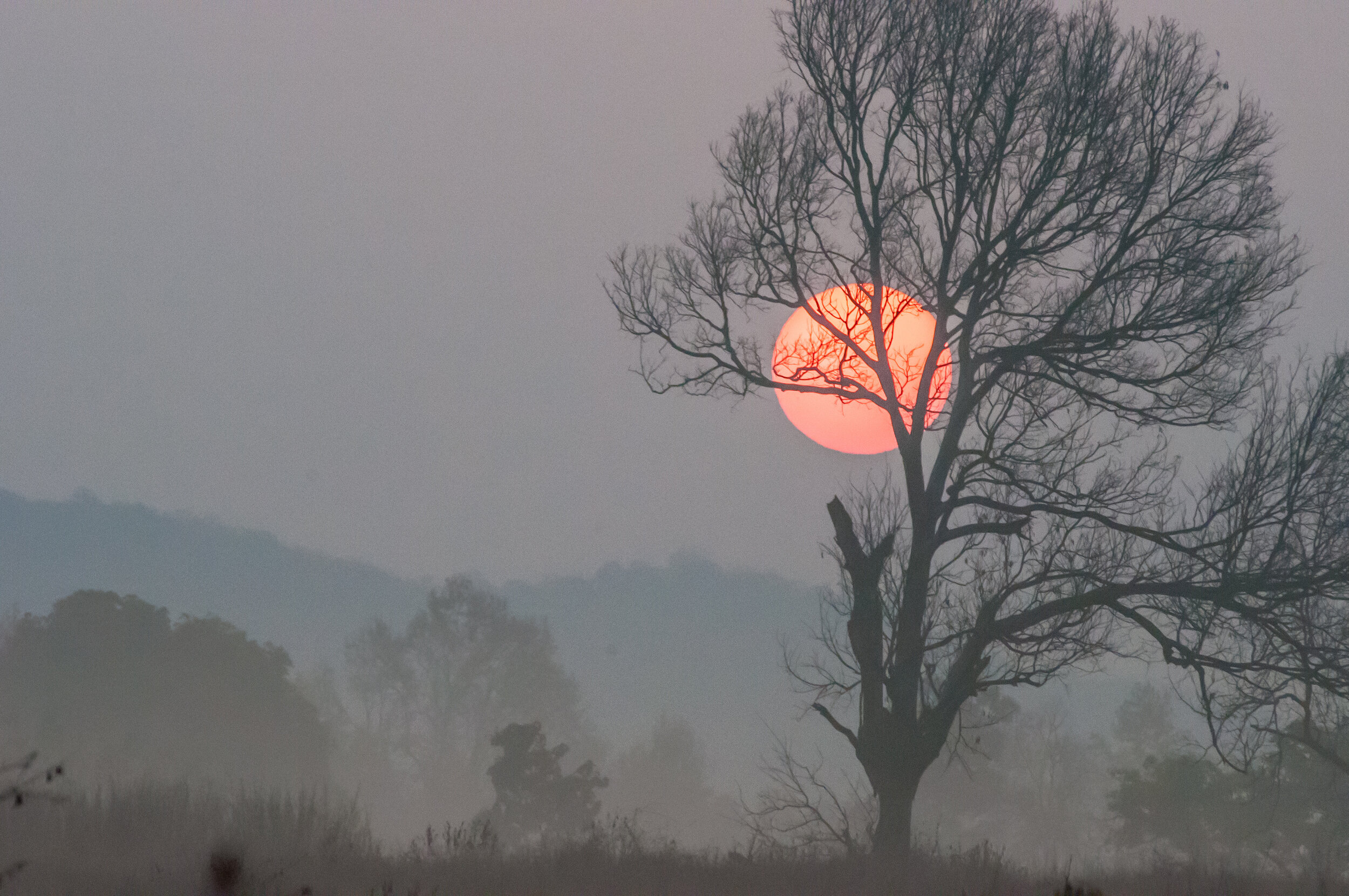 John J King Sunrise in Kanha NP, India $450