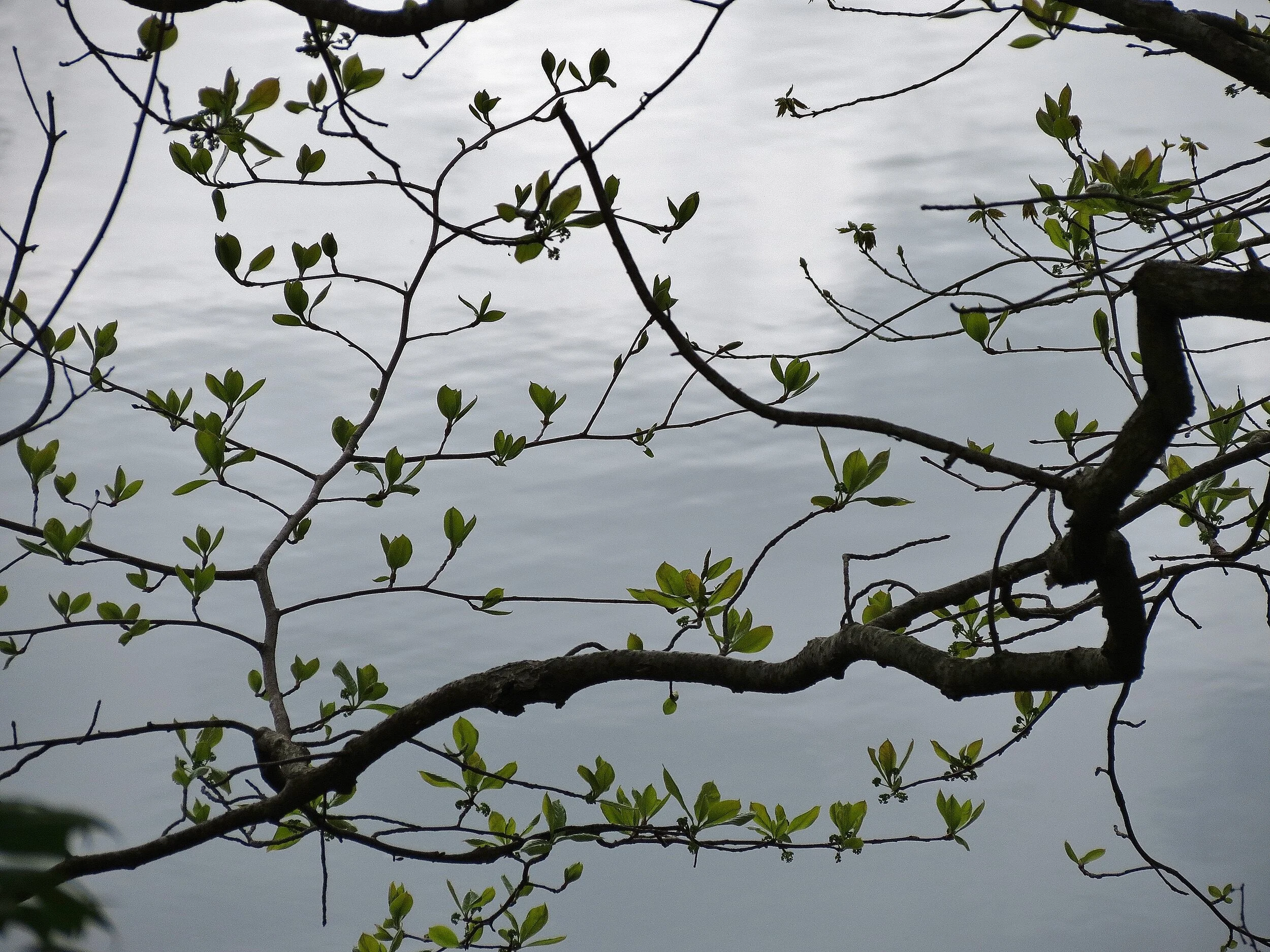 Ruth	Hauzinger	Filigree	 $400 