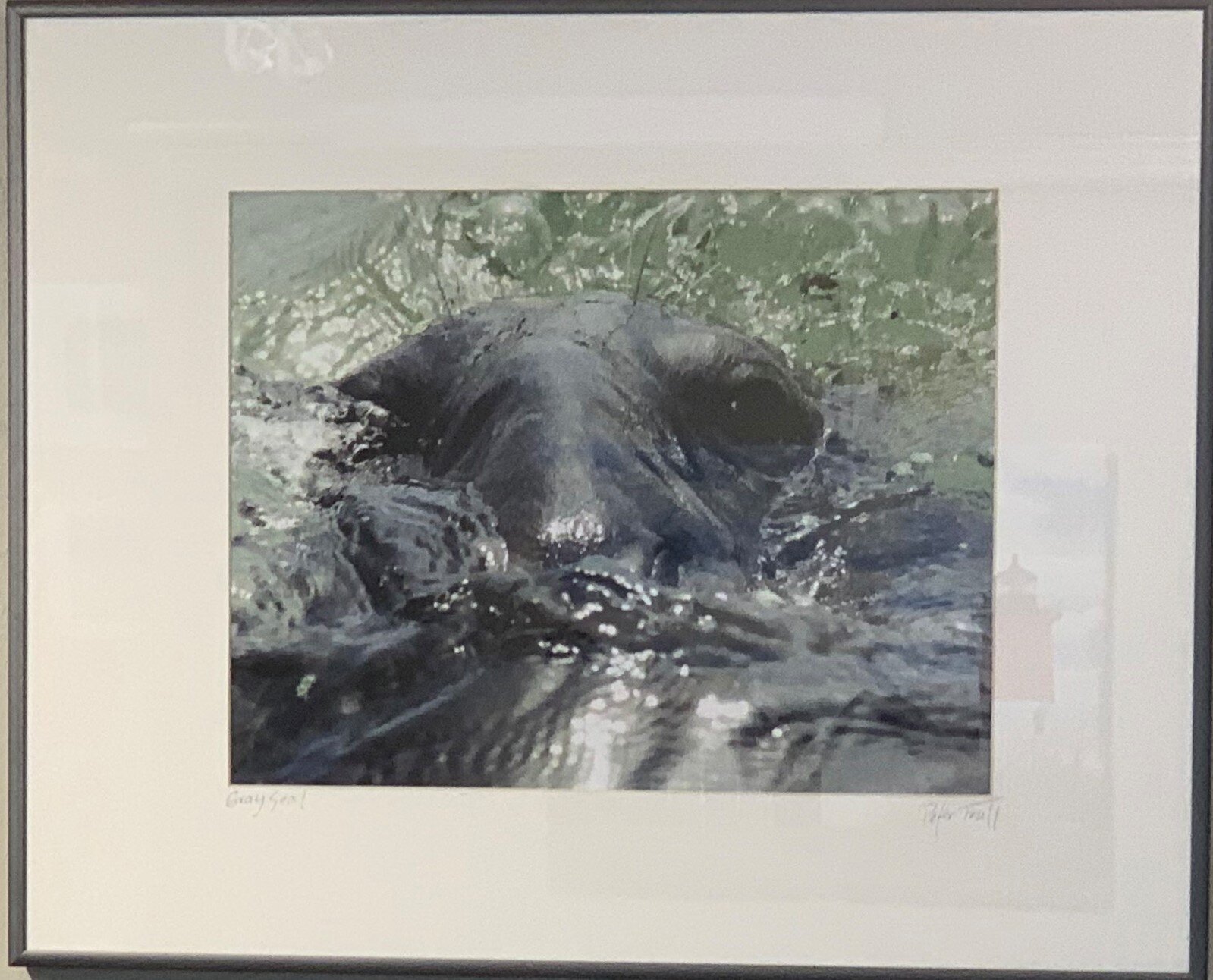 Peter	Trull	Gray Seal	 $200 