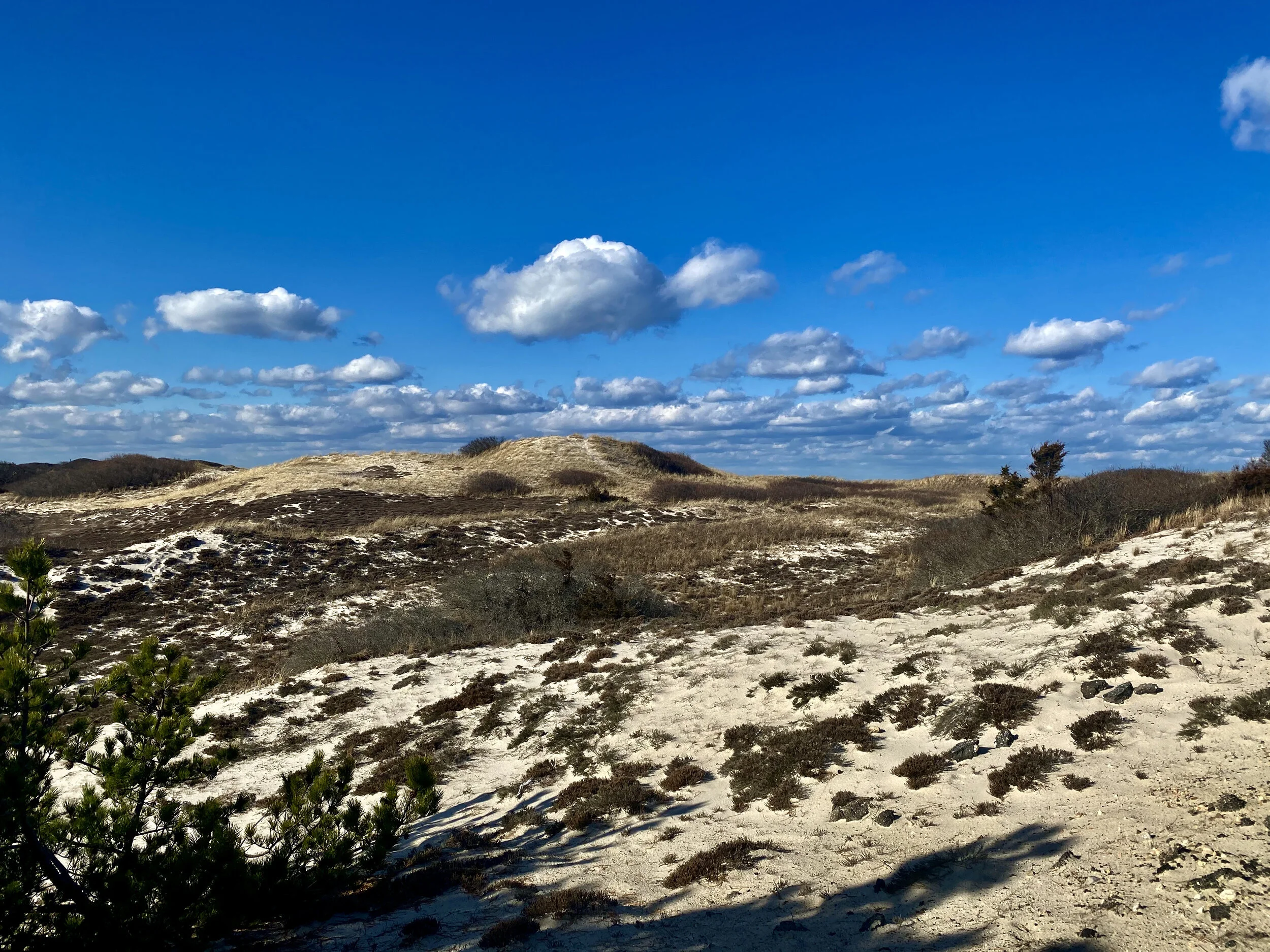 Mark	Beliveau	Sandy Neck Dunes	 $100 