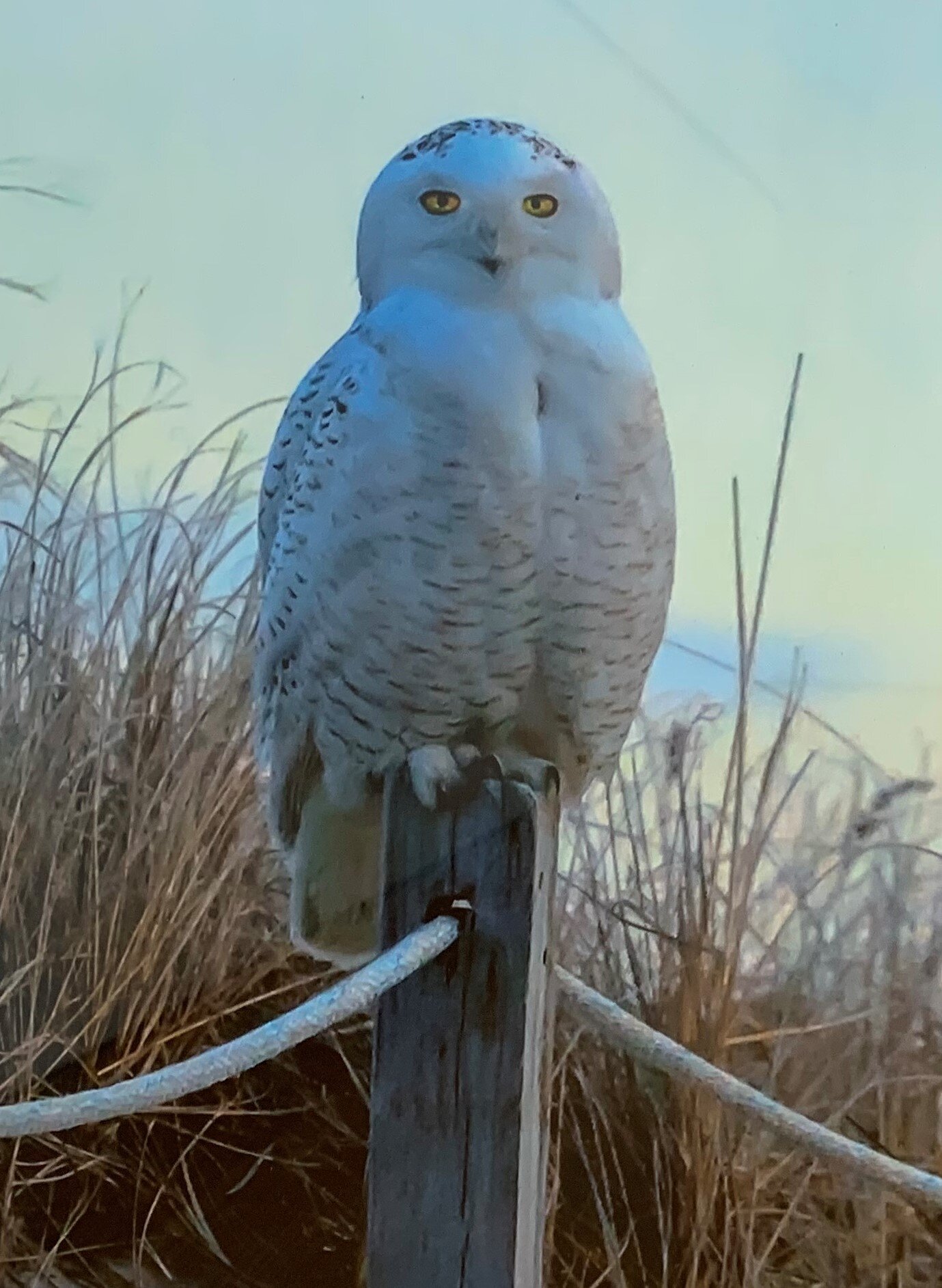 Gordon	Tempest	Snowy Owl on Dune	 $100 