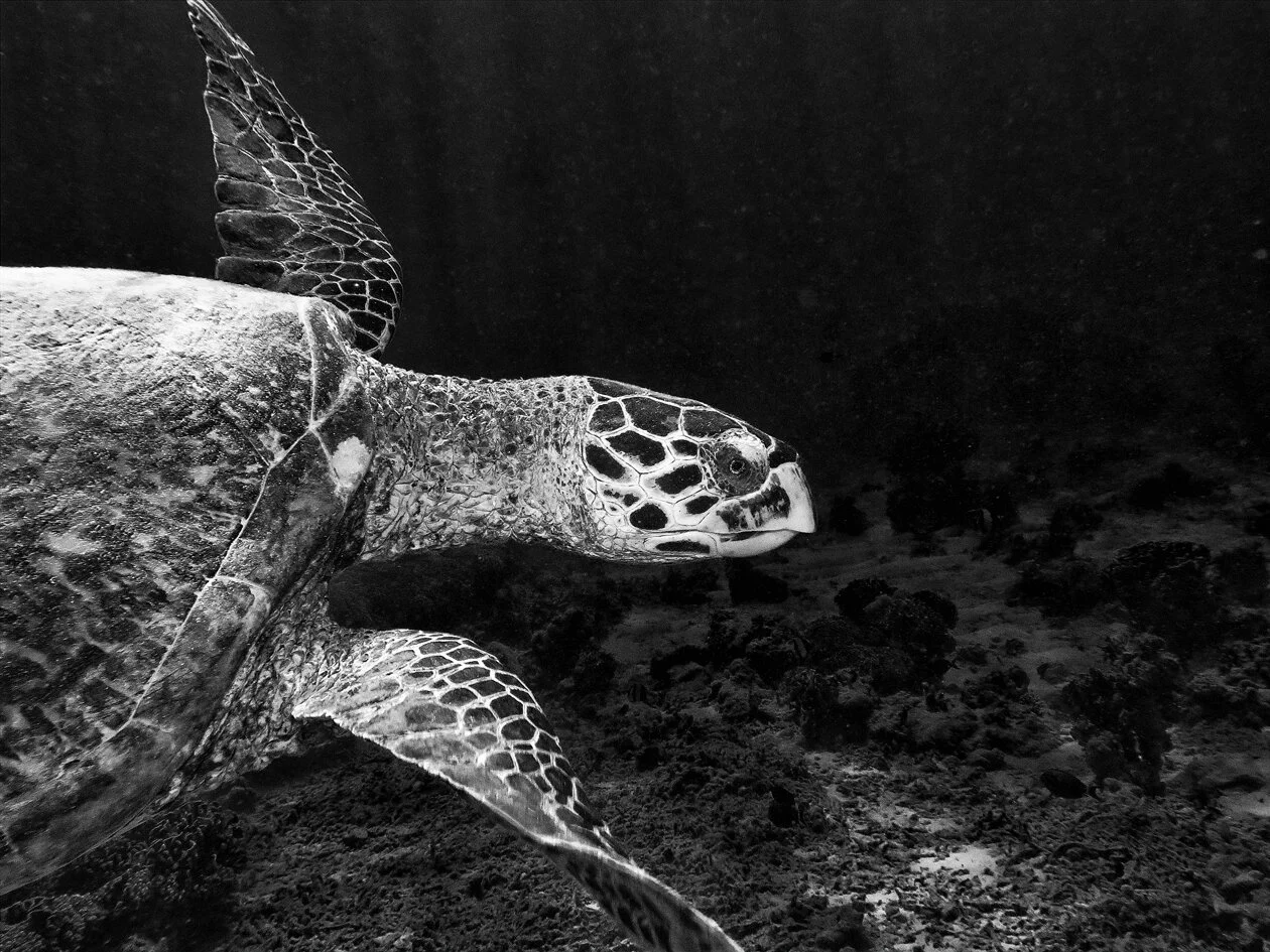 Honorable Mention- Jesse  Mechling	Hawksbill $375