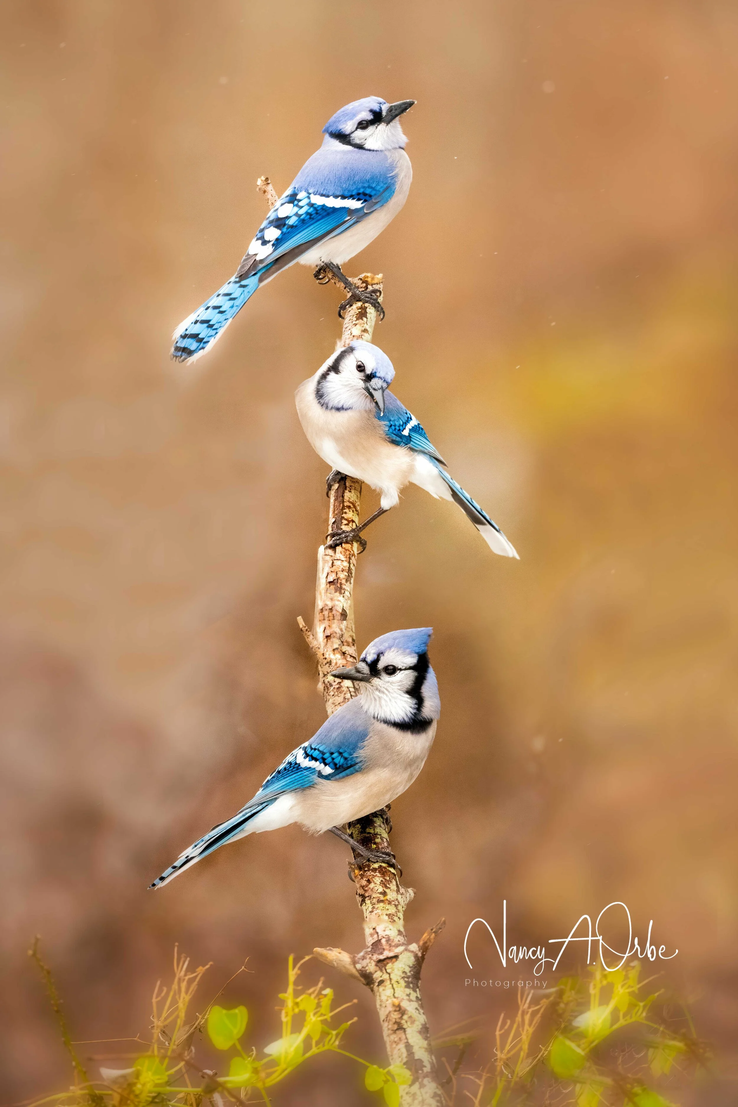 Honorable Mention- Nancy A Orbe	Holding Court- 3 Jays	 $150