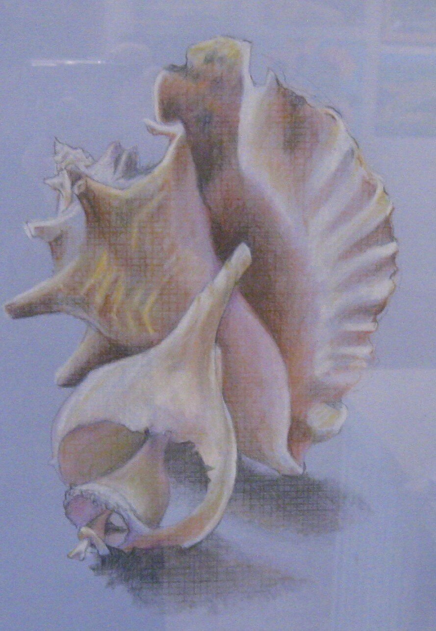 Peggy M.	Hosford	2 Sea Shells	Colored Pencil	 $350 