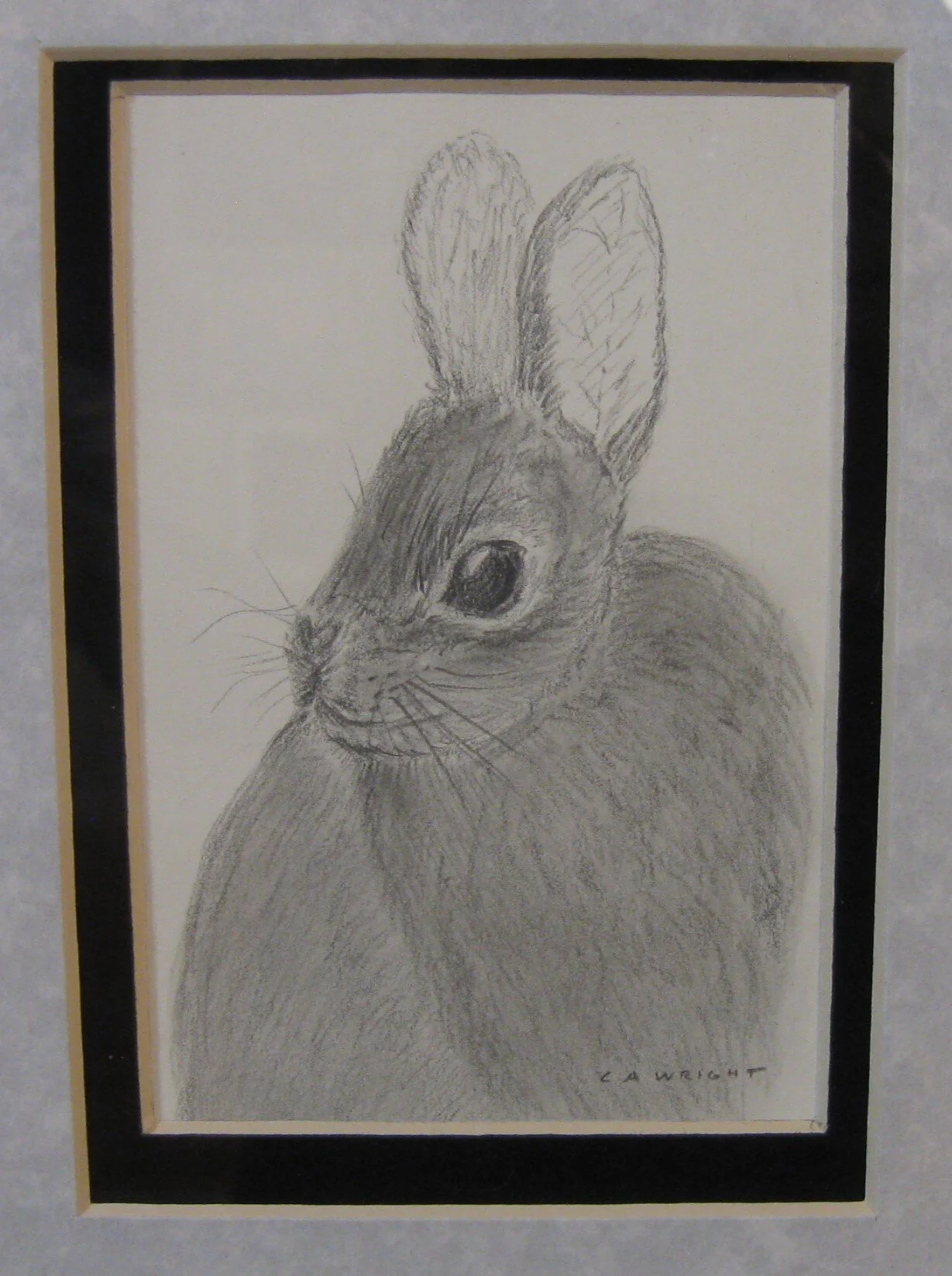 Carol Ayres	Wright	Eastern Cottontail	Graphite	 $65 