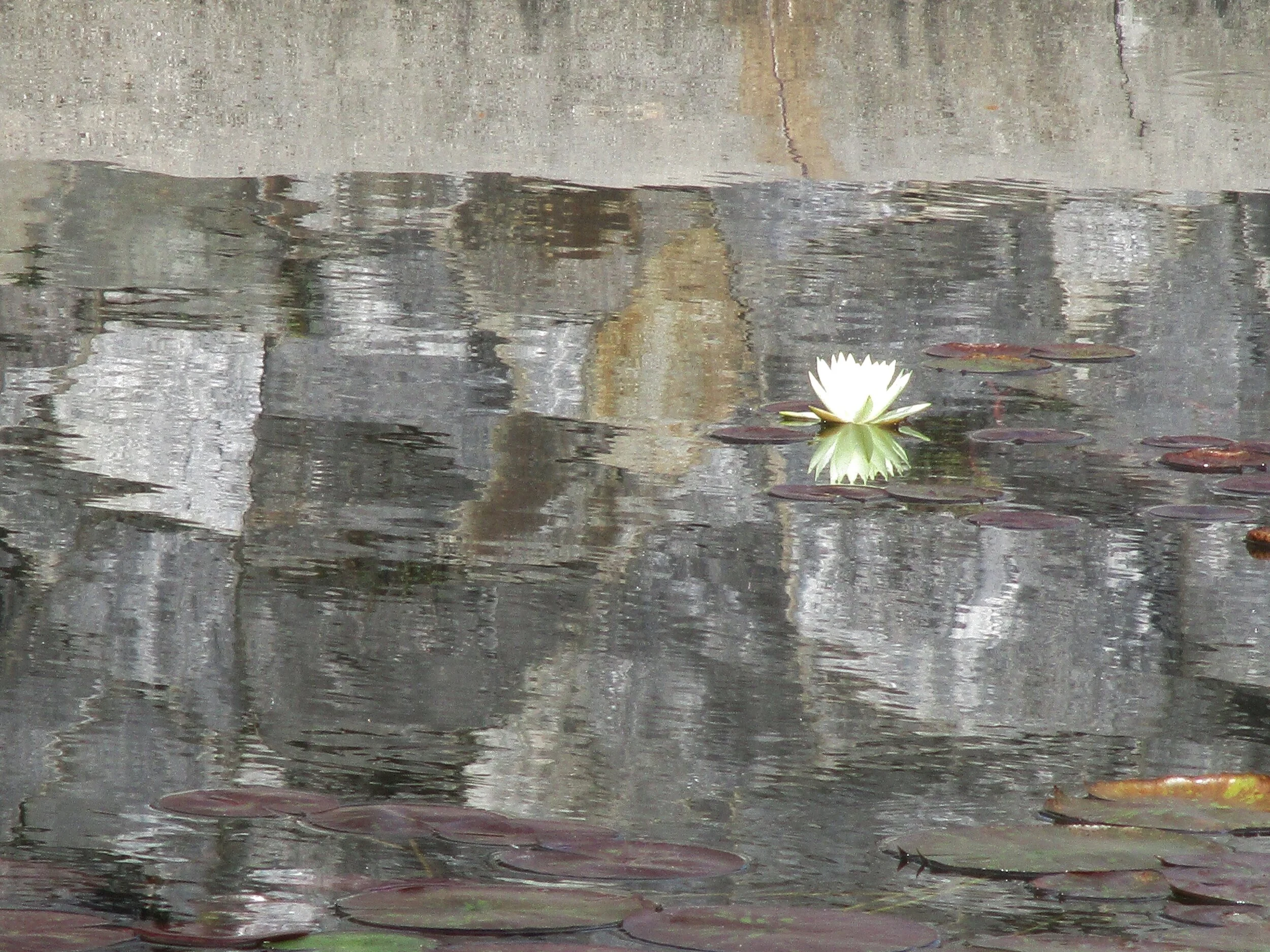 Ruth	Hauzinger	Quietly Zen	Gallery Wrap Photo	 $700 