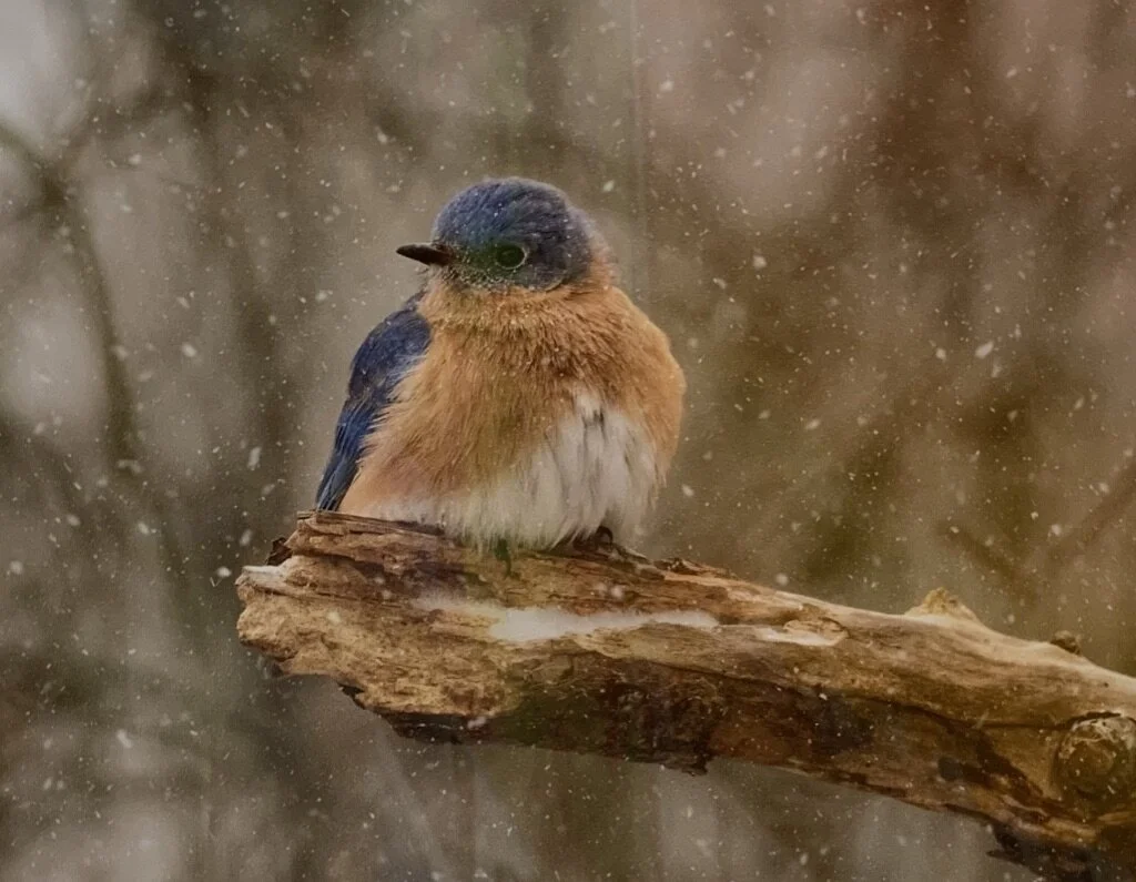 Nancy 	Orbe	Snowy Day Bluebird	Photography	 $125 