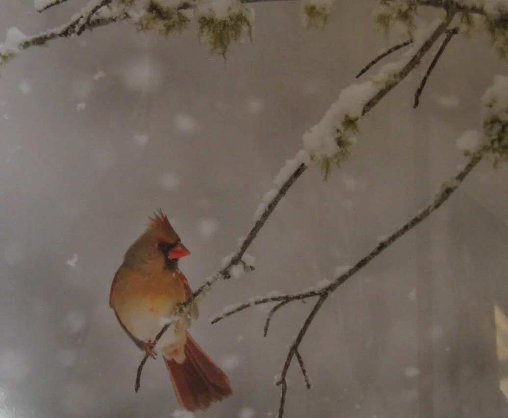 Nancy 	Orbe	On a Limb-Female Cardinal in Winter	Photography	 $125 