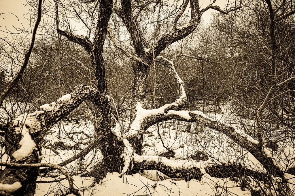 Other 2nd place  Lew Schwartz: North Bank, Herring River #2- Photography 