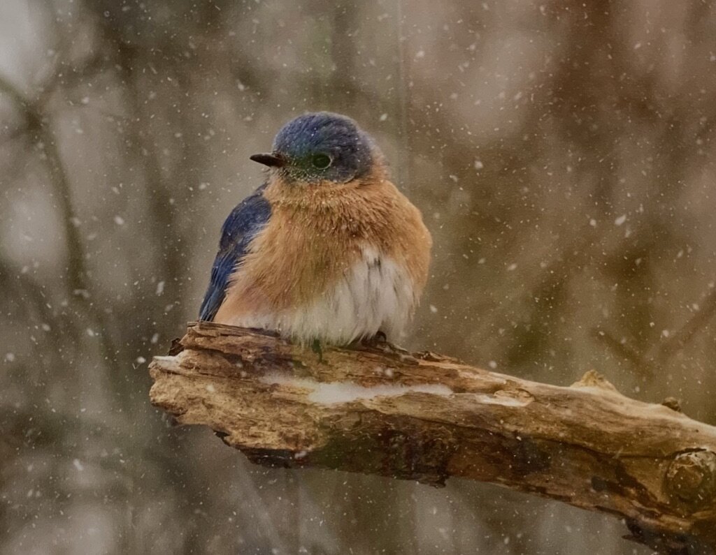 Honorable Mention- Nancy 	Orbe- Snowy Day Bluebird: Photography