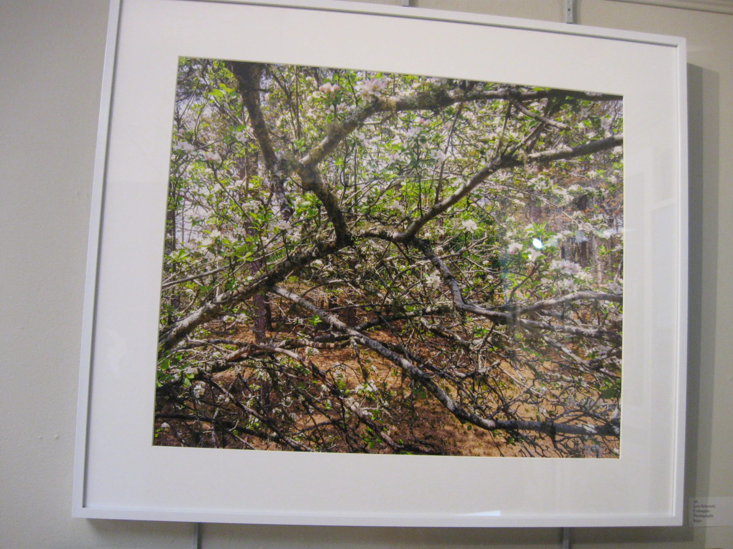 Lew	Schwartz	Crabapple	Photography	$350 