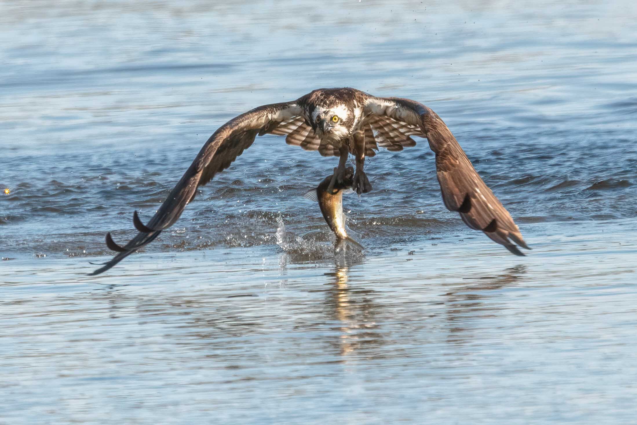 Honorable Mention-  Nancy	Orbe	Success	Photography	$150