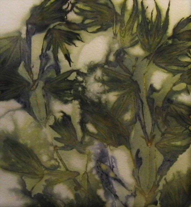 Ann Marie	McKenna	Untitled	Eco Print	 $175 