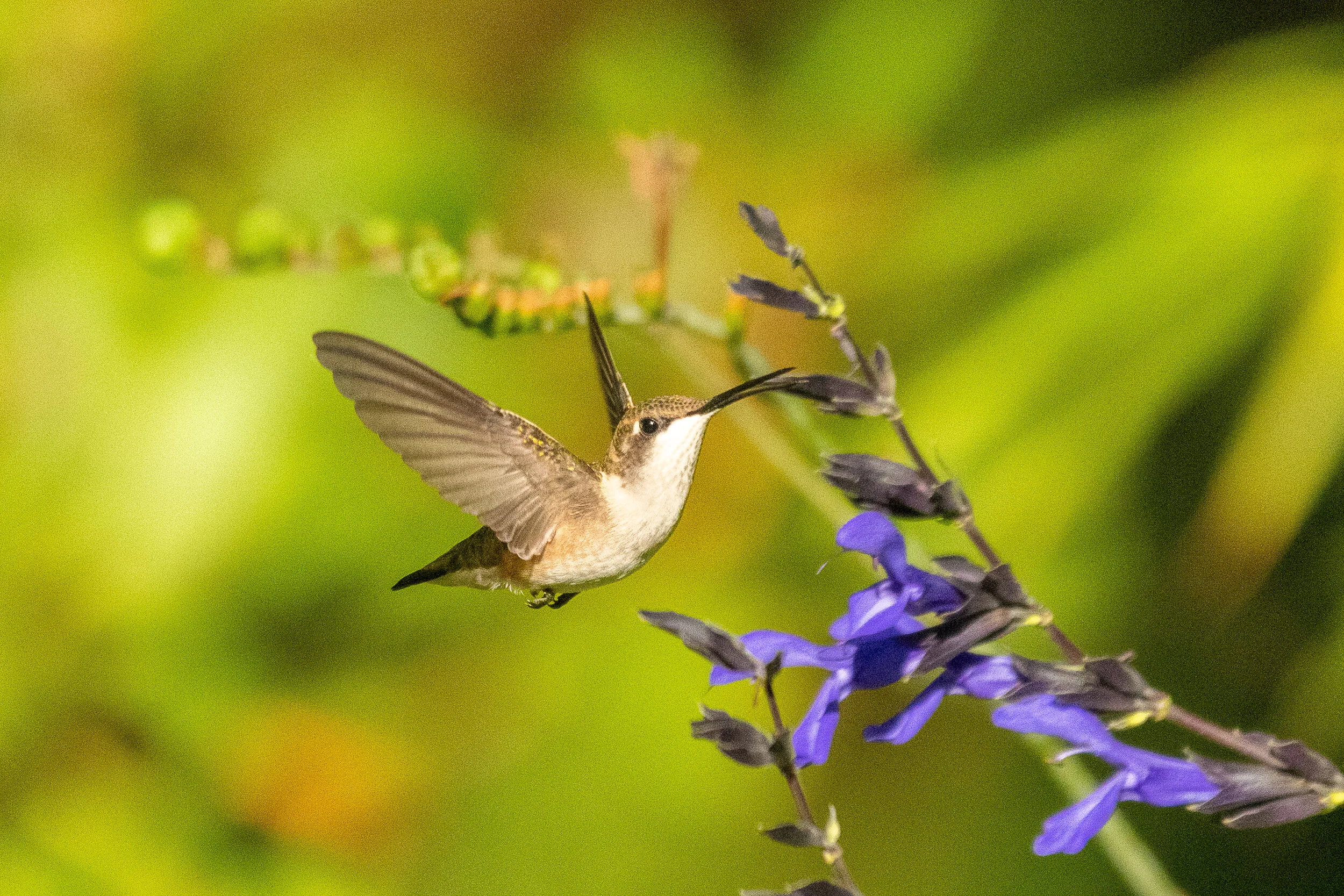 Nancy A 	Orbe	Ruby-throated Hummingbird	Photography	 $100 