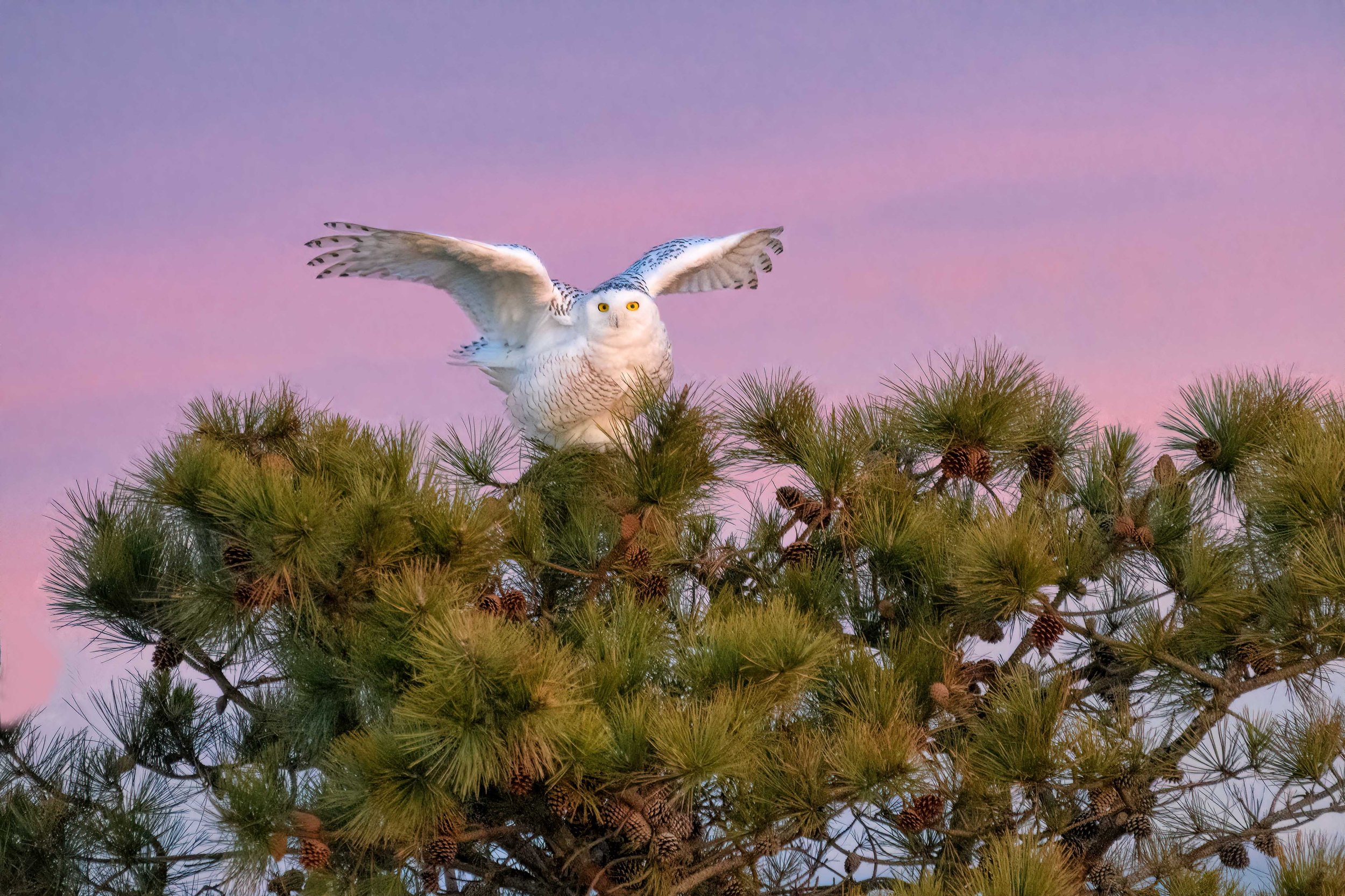 Nancy A	Orbe	Tree Topper- Snowy Owl	Photography	 $150 