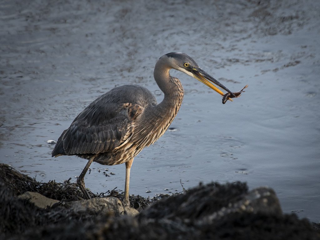 Rick	Branscomb	Blue Heron Grabs a Snack	Photography 	 $250 