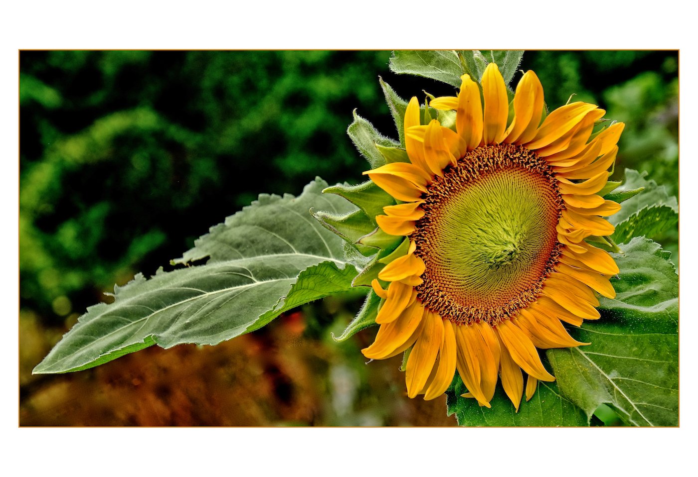 Milt	Williamson	Glorious Sunflower	Photography	 $225 