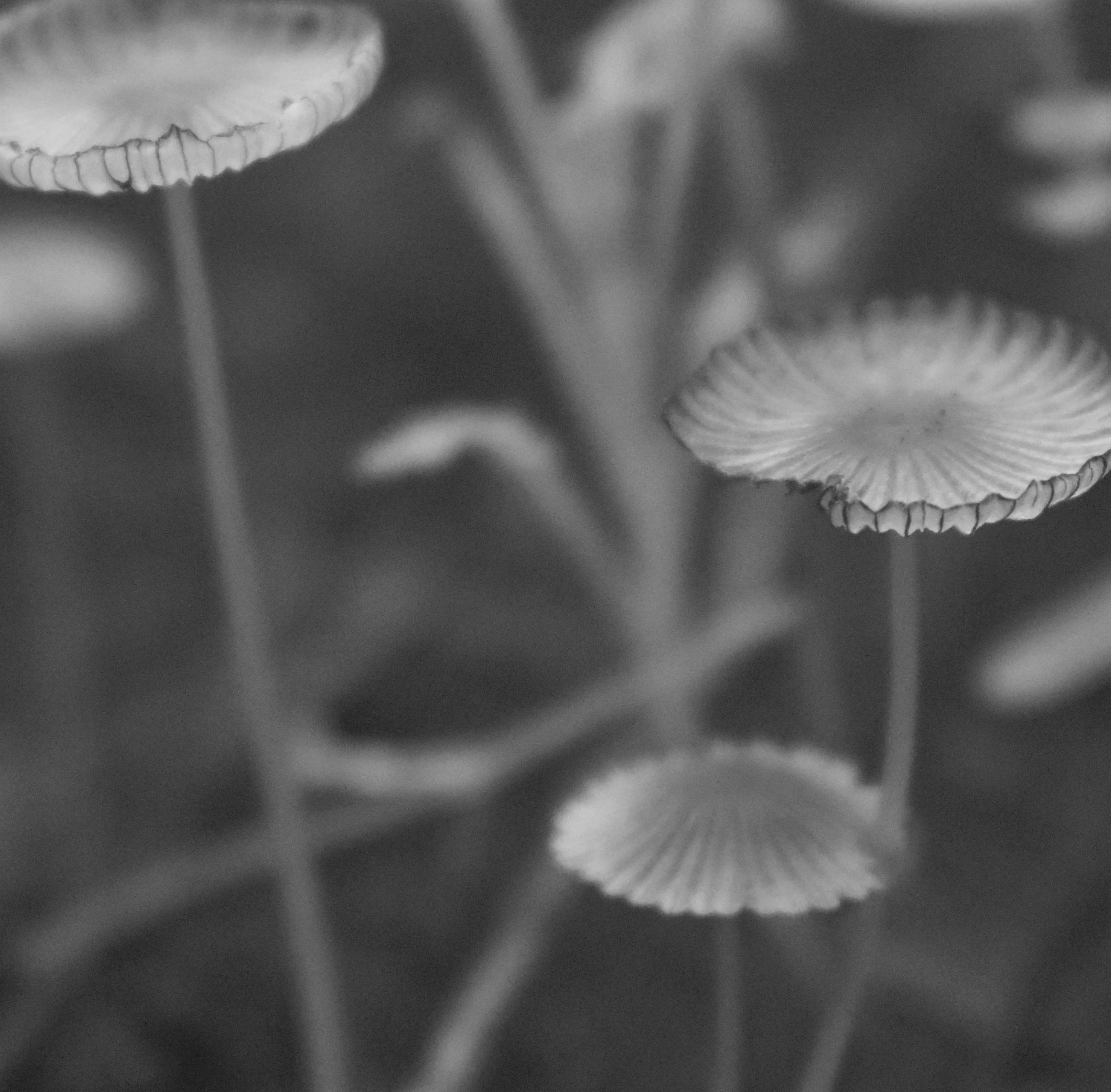 Cathie	Doddridge-Chilson	Ghosts in the Garden	Photography	 $175 