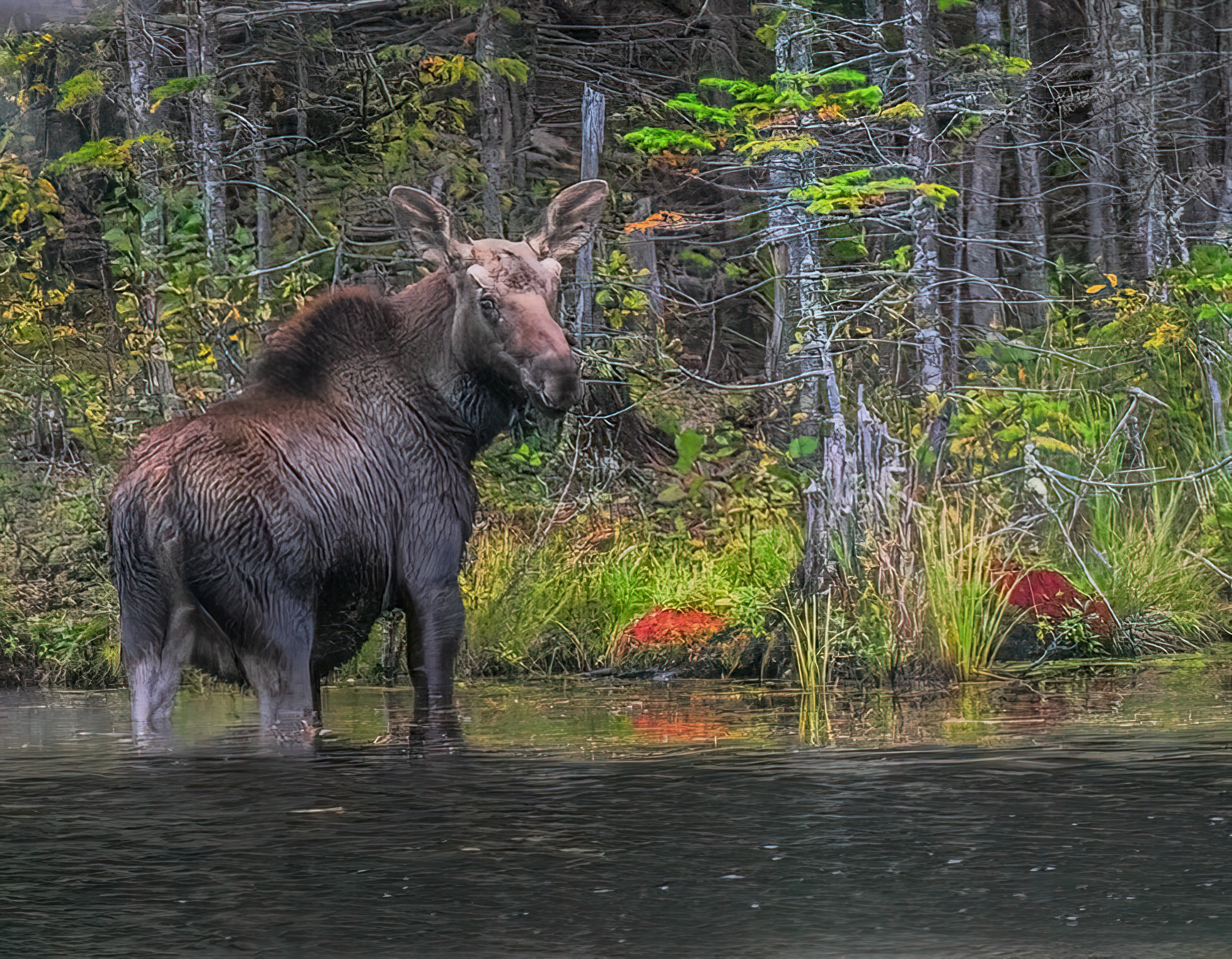 Pat	Stoddard	Are You Looking at Me?	Photography	 $150 