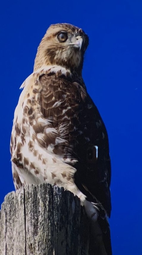 John	Mason Jr.	Posing Juvenile Red-Tailed Hawk	Photography	 $150 