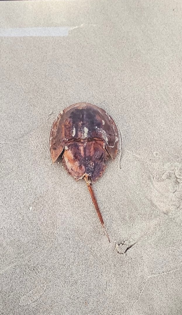 Marie	McHugh	Limulus Polyphemus: Ancient Noble Mariner	Photography	 $150 