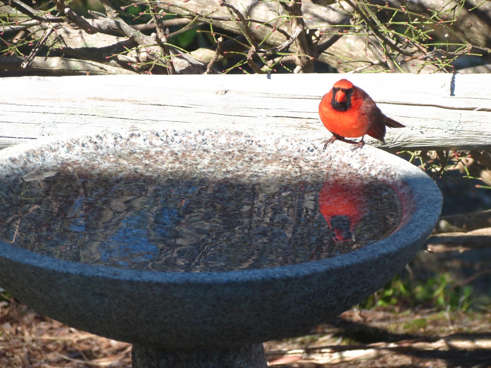 Ruth	Hauzinger	Winter Cardinal	Gallery Wrap Phtotograph	 $500 