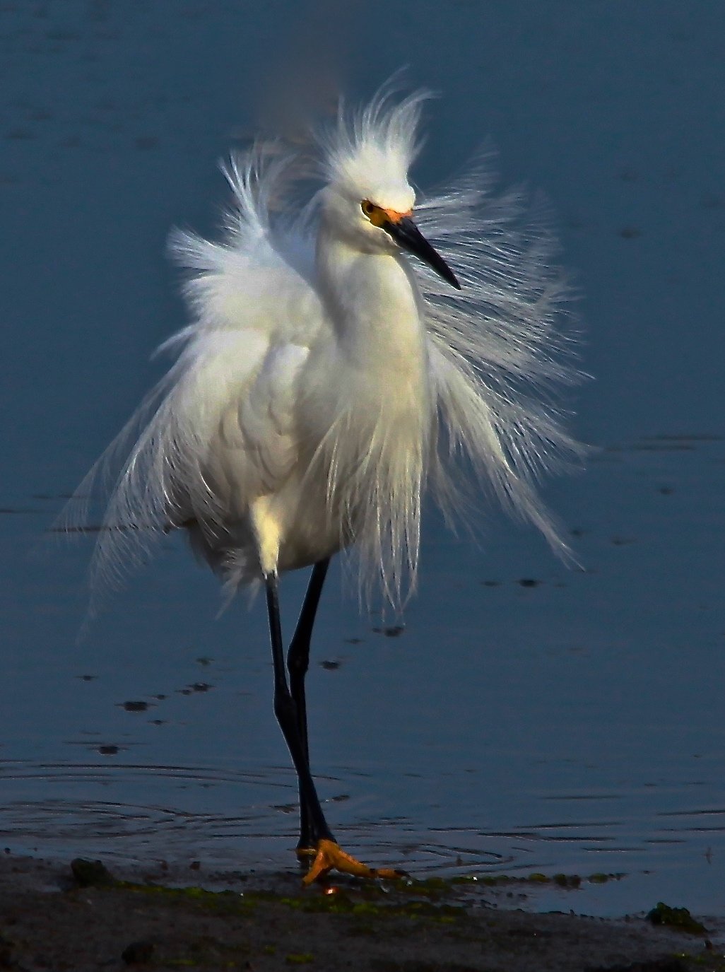 Kathleen	Magnusson-	Snowy Egret Red River Beach	Photograph	$425