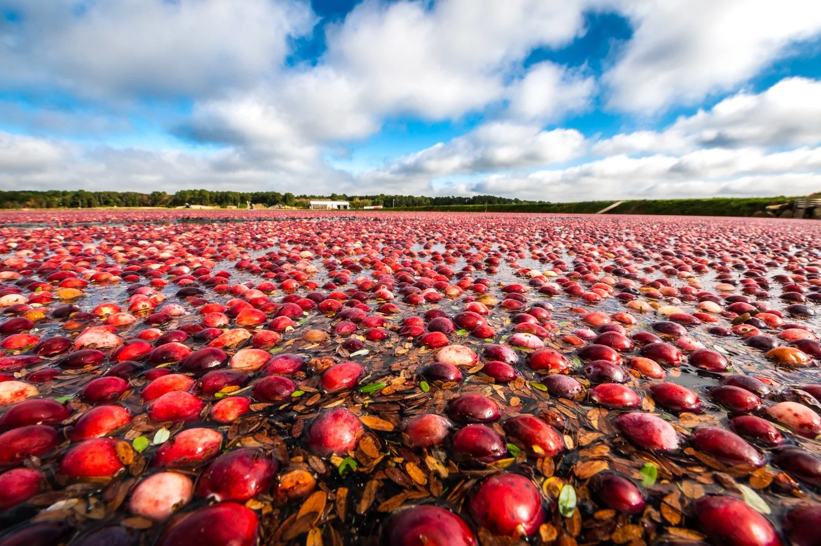 Allison	Richards-	The Harvest,	Photography	 $150 