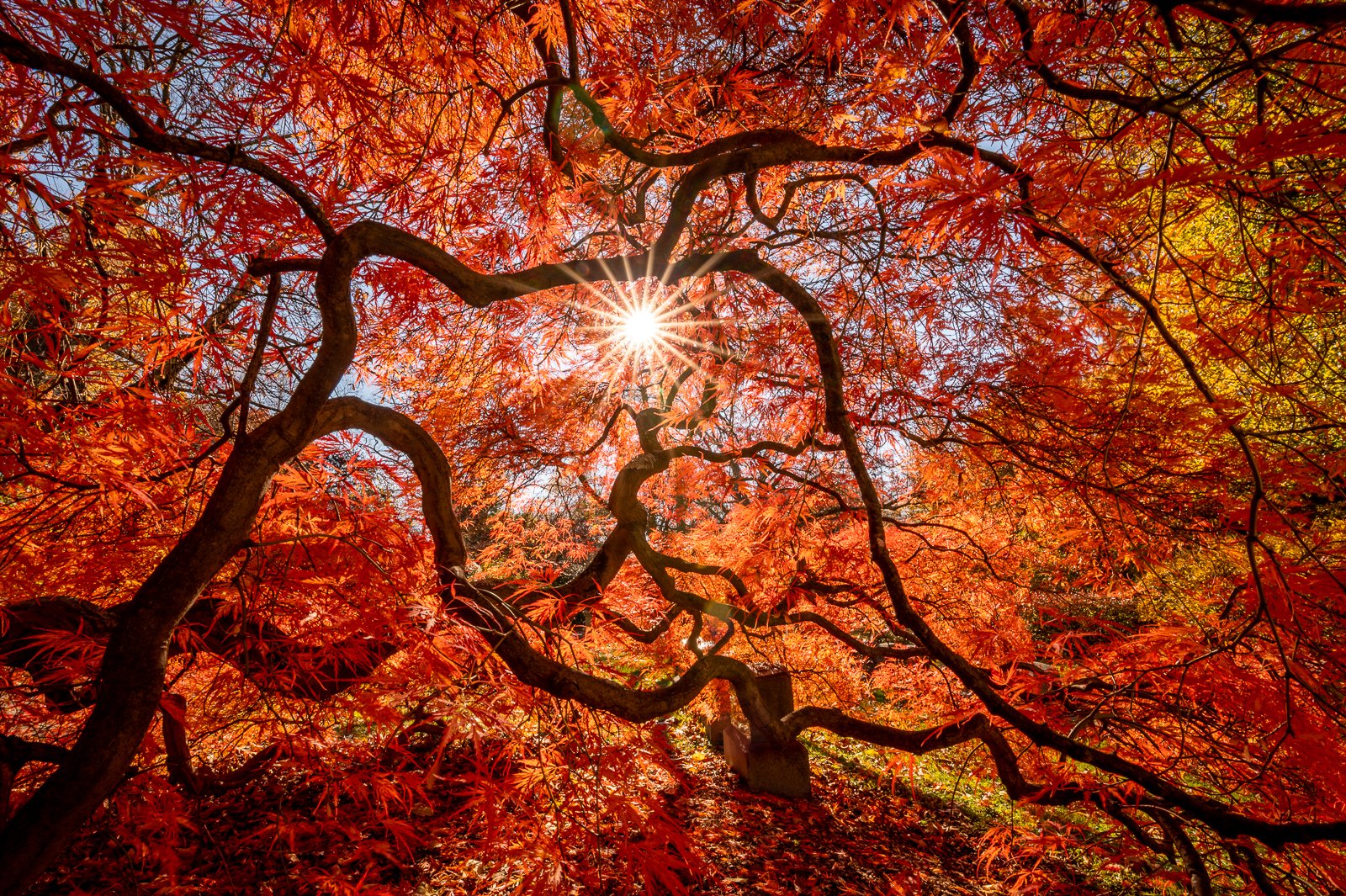 Allison	Richards-	Under the Red Canopy,	Photography	 $150 