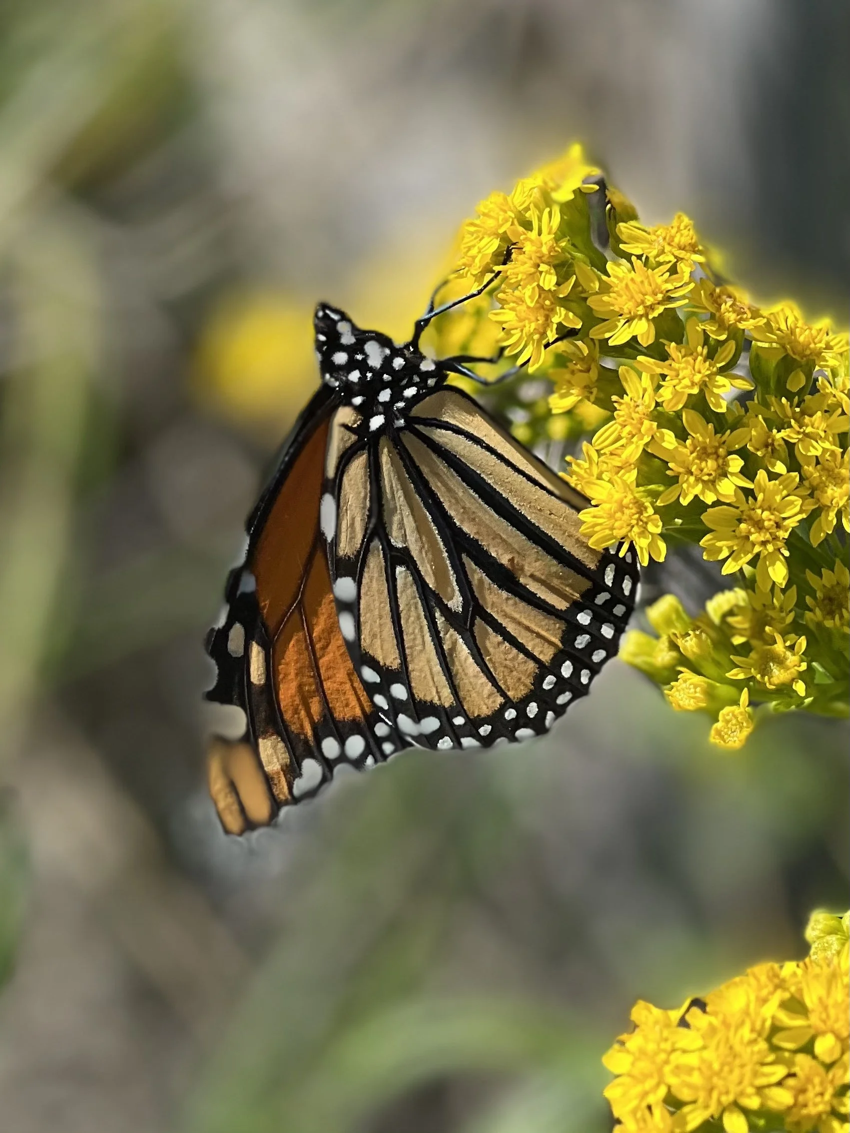 Joanne	Twombly-	Eureka Nectar!	$60