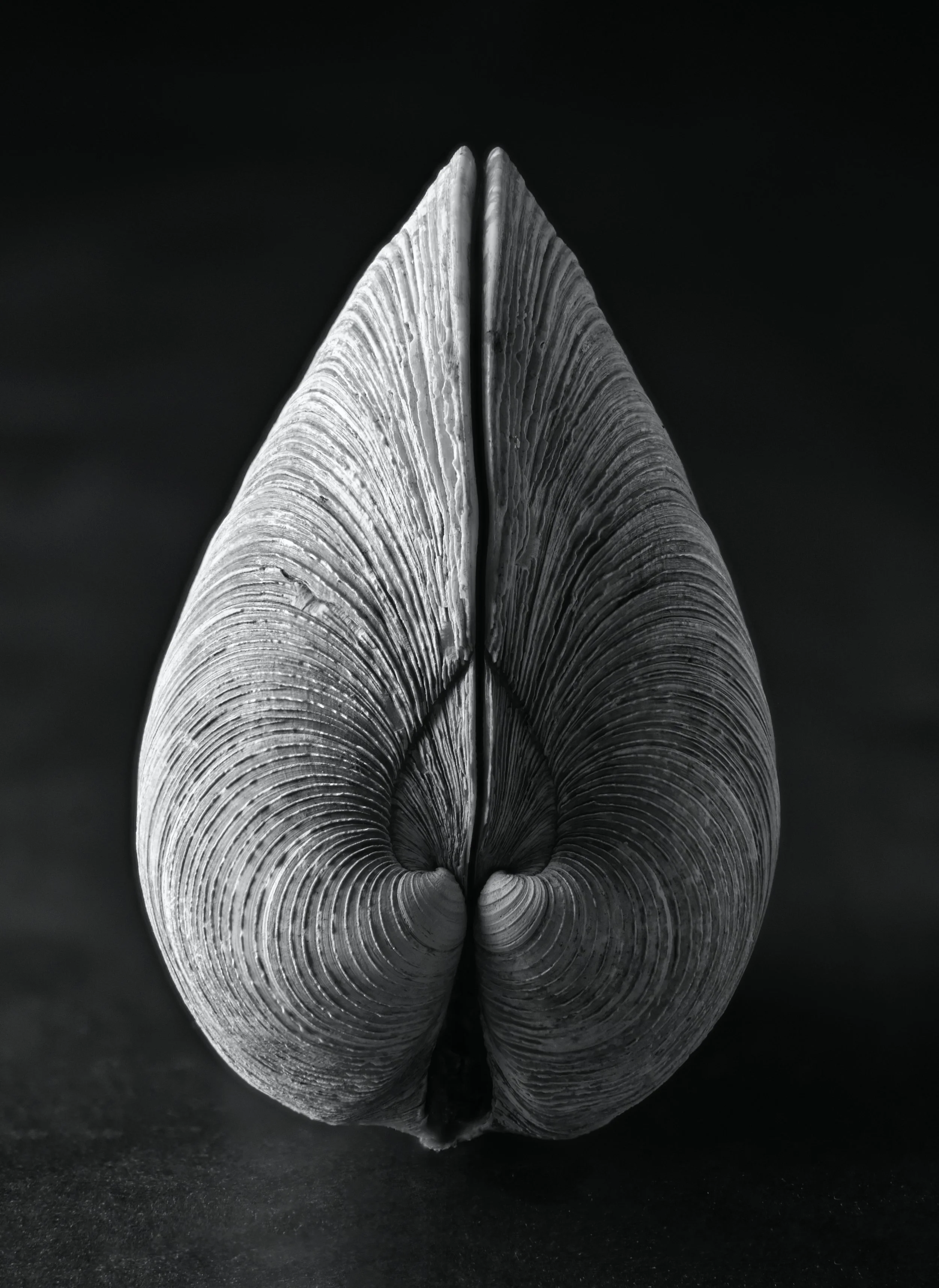 Clay	Tarver-	Clam	$150
