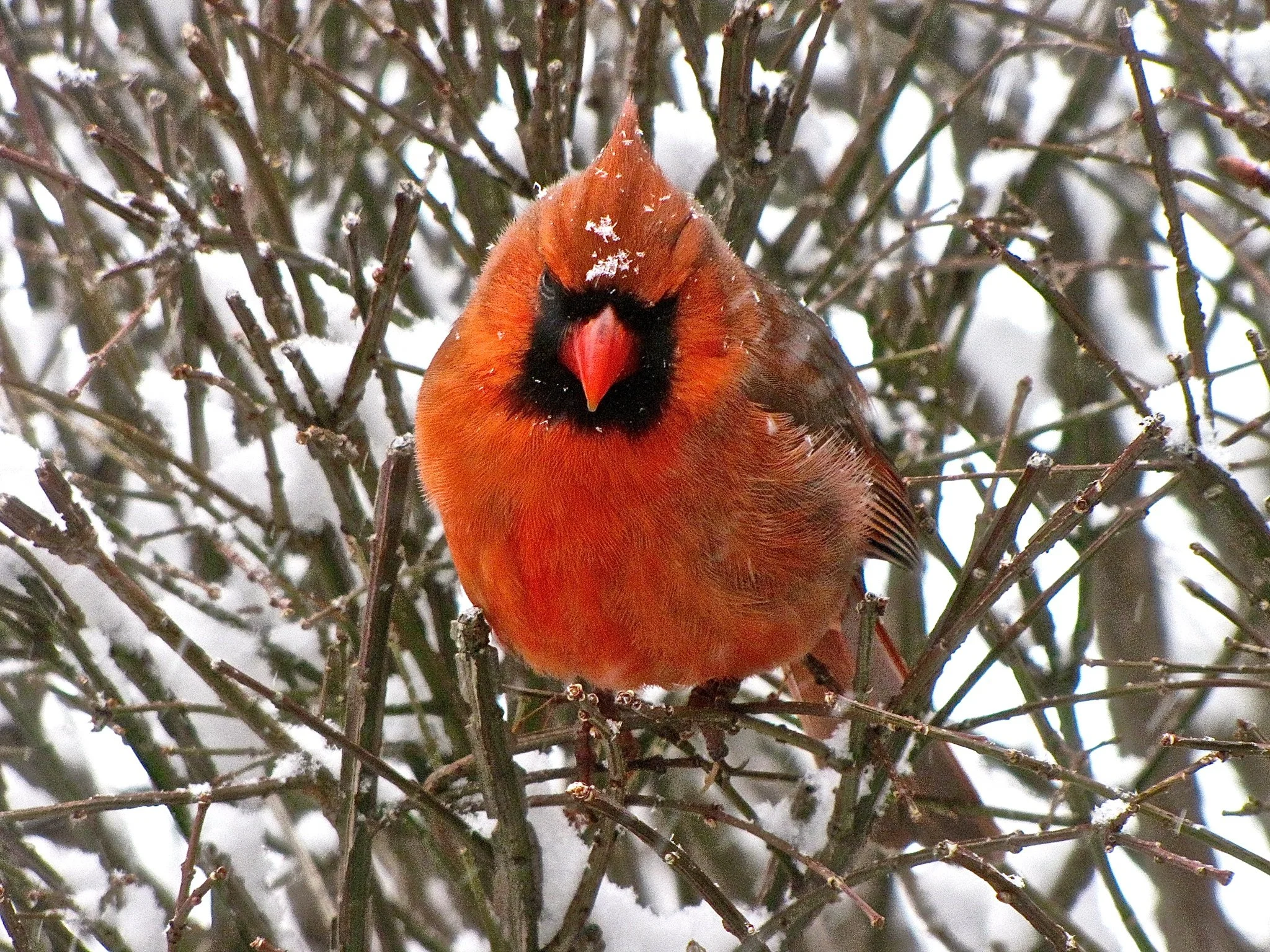 Karen	Casey-	Pensive Northern Cardinal	$125