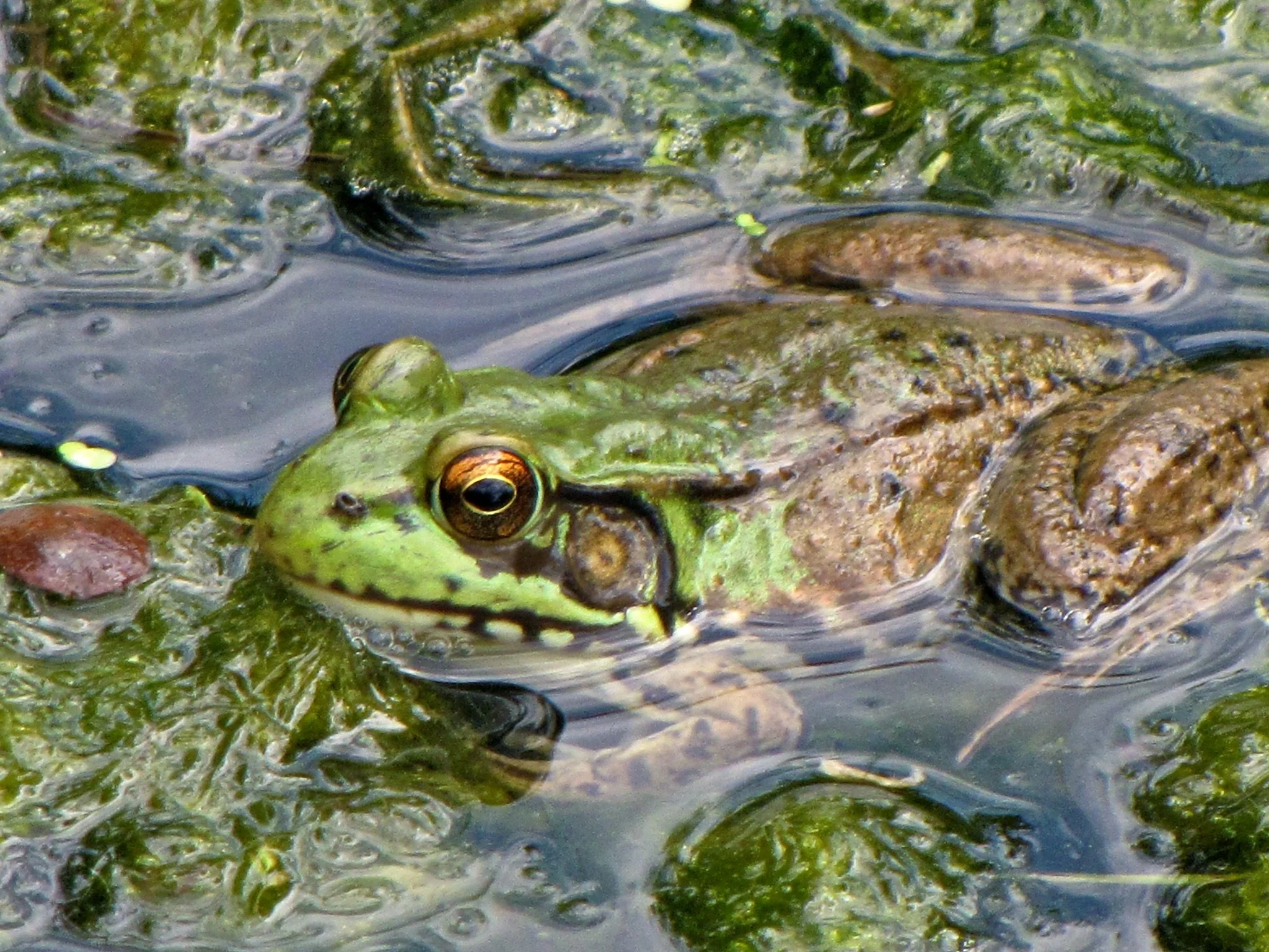 Karen	Casey-	Colorful Critter	$90