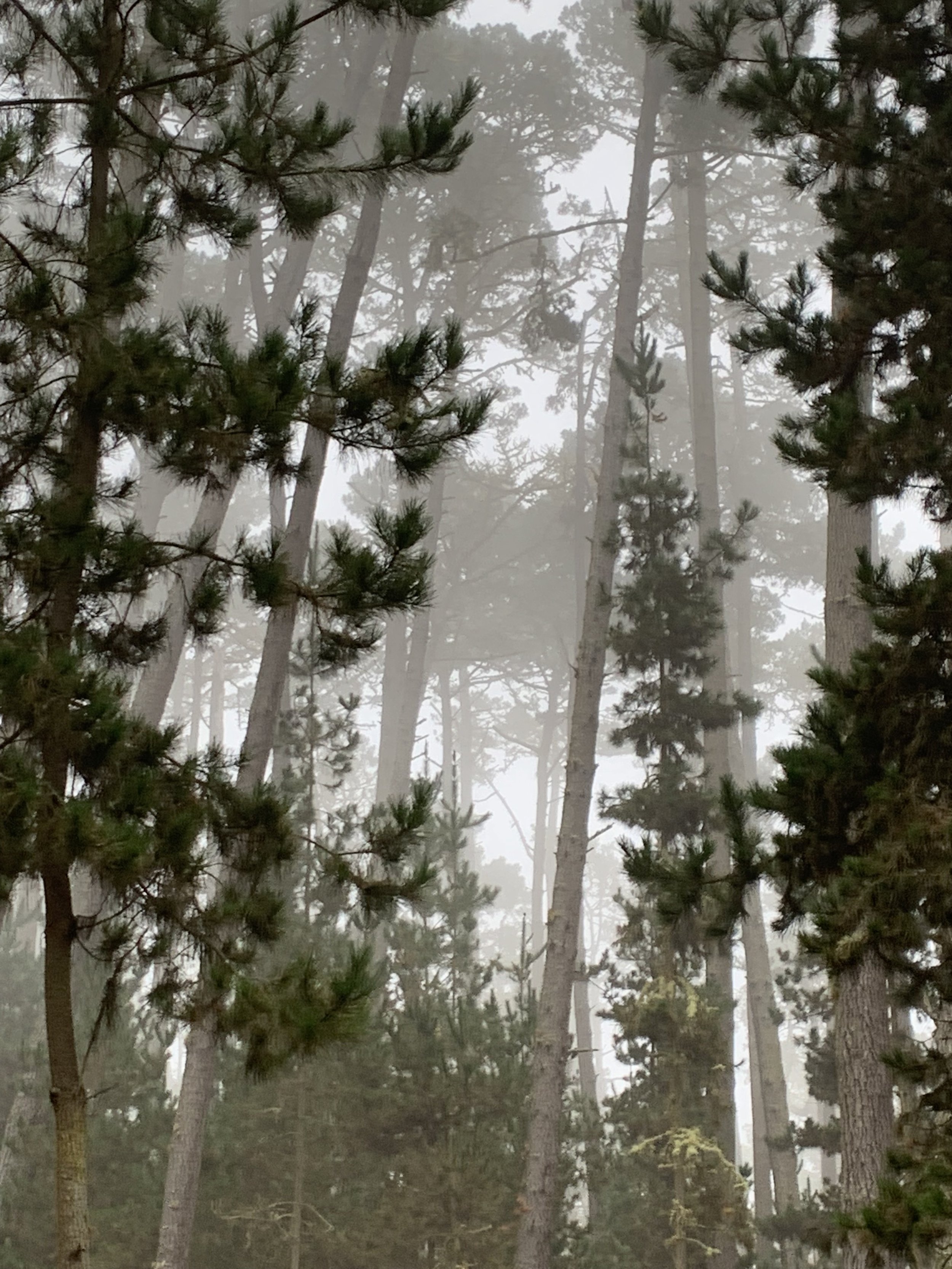 Elena	Eisman-	Foggy Morning	$100