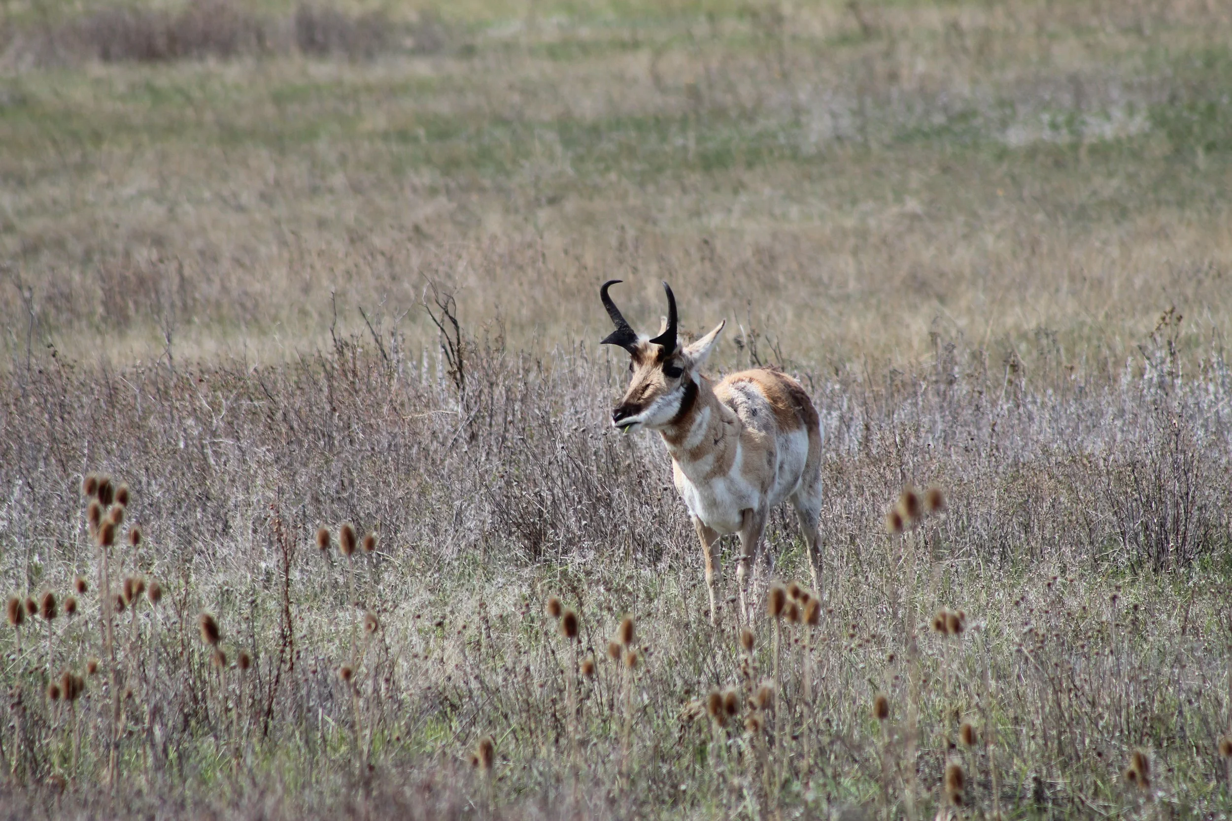 Mya	Buendia-	Montana Pronghorn	$100