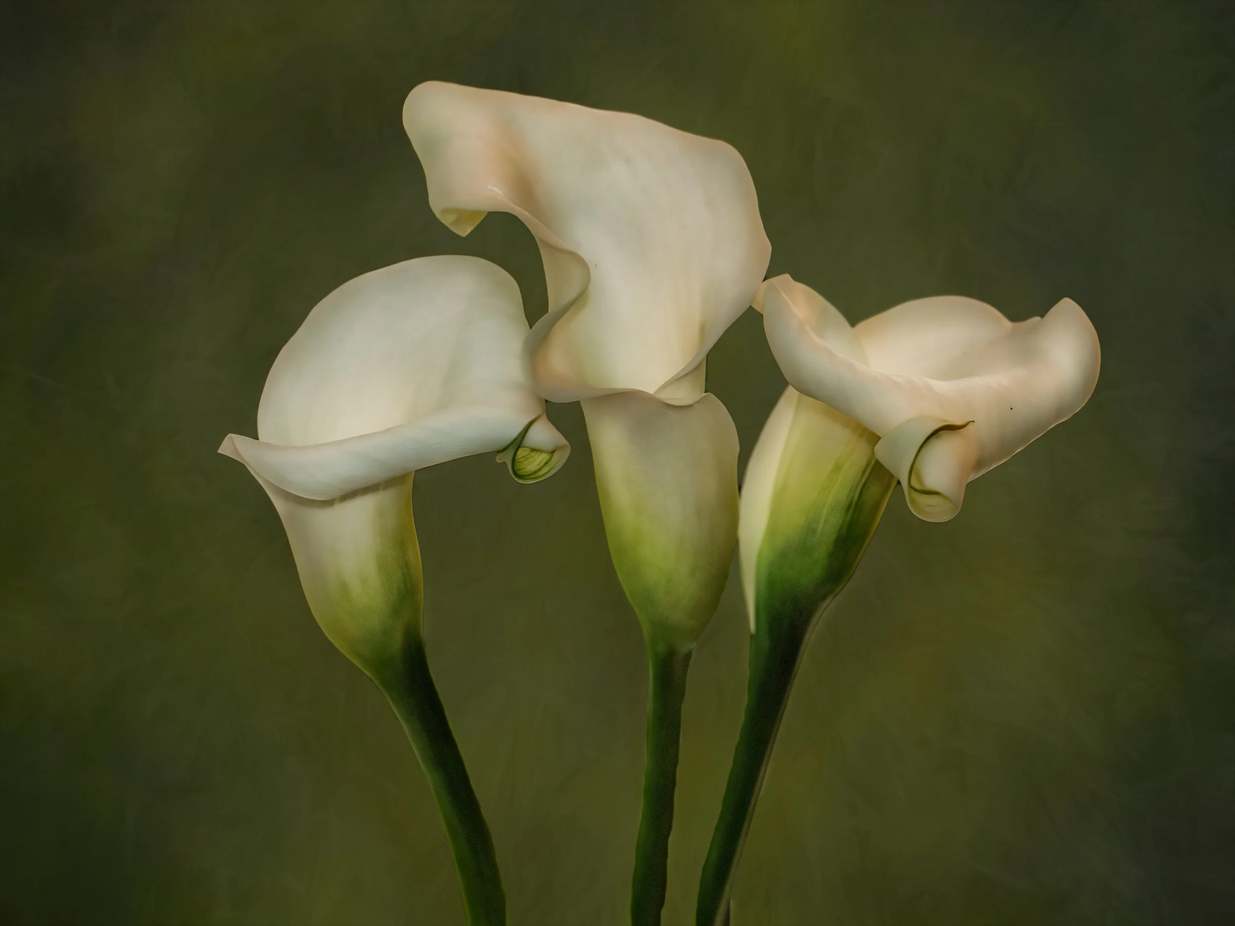 Susan	Simon-	Three Callas Curving	$250